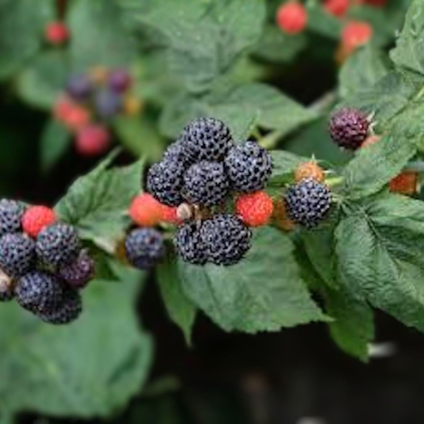 Black Hawk Raspberry Plant - 1-2 Yr Old - Rubus occidentalis - Hardy Fruit Shrub with Deep Red Berries for Home Garden