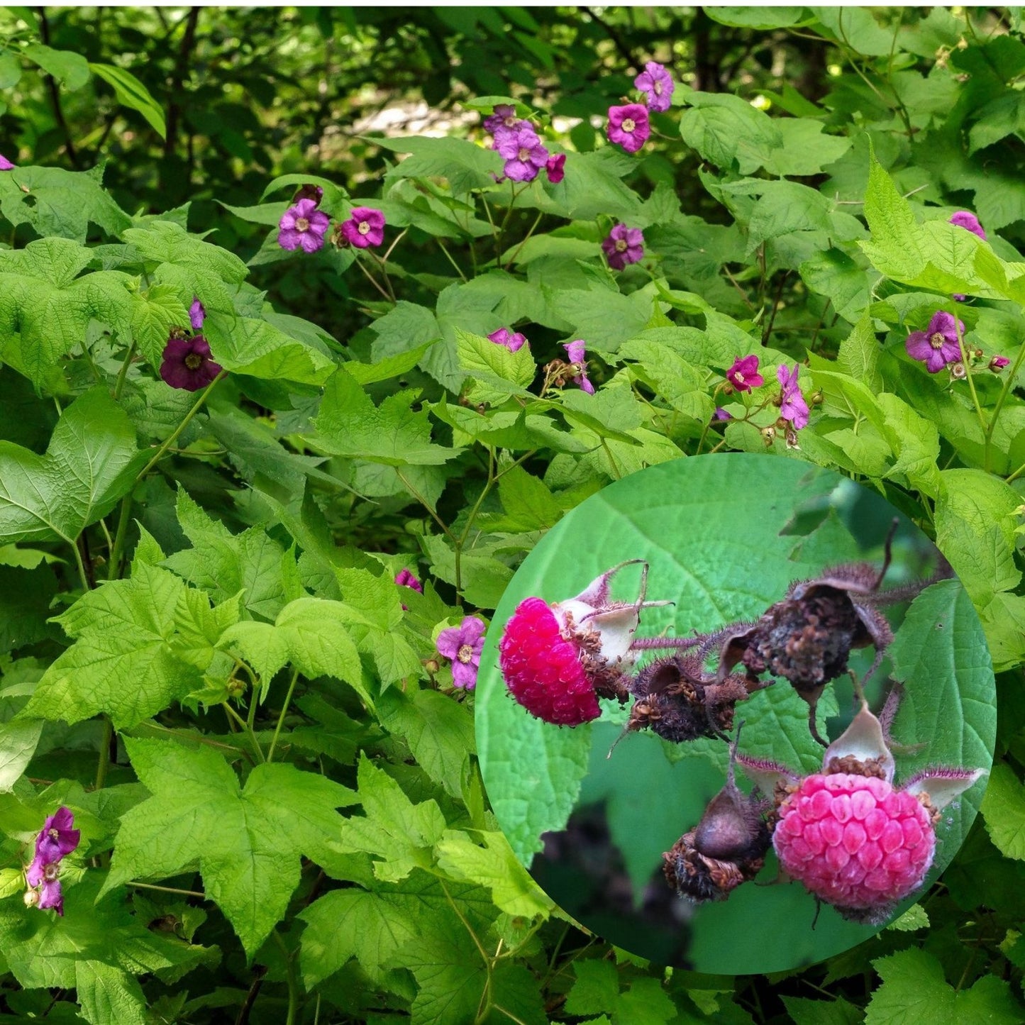 Purple Flowering Raspberry Live Starter Plant - Thornless, Self-Pollinating - Rubus odoratus
