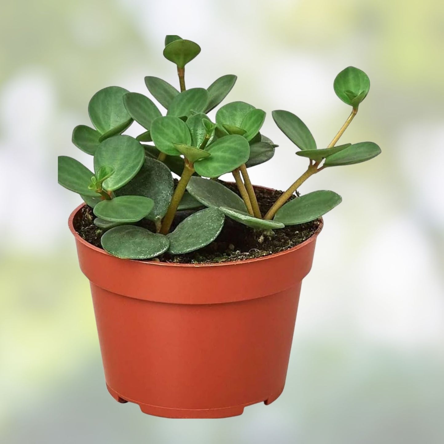 Peperomia Hope Live Plant 3-Inch Pot Small Indoor Houseplant Easy Care Peperomia obtusifolia