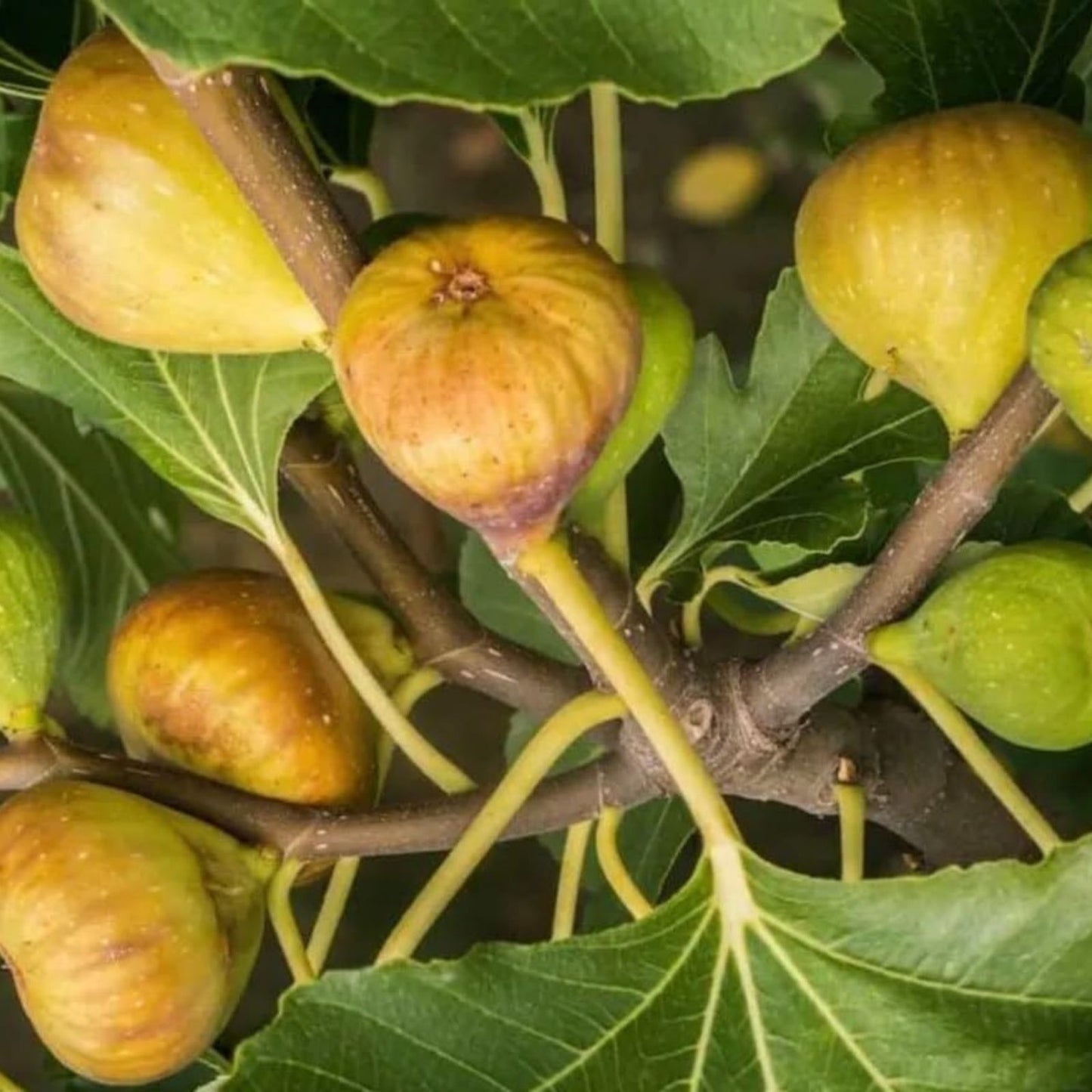 Live LSU Gold Fig Tree - Ficus carica Fruit-Bearing Edible Plant for Garden or Patio