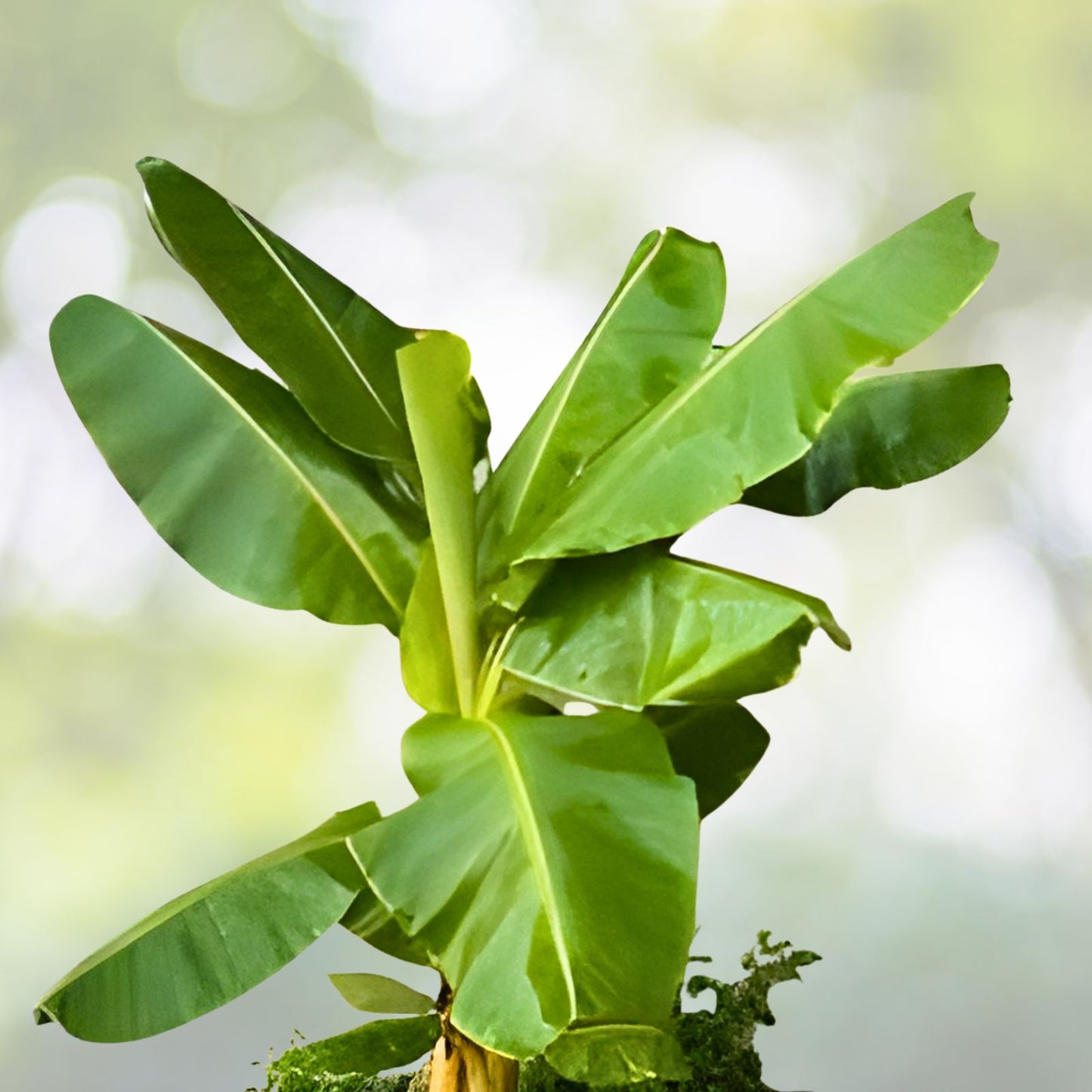 Double Mahoi Banana Plants - 10 Bare Root Dwarf Cavendish - Musa acuminata - Fast Growing, Heat & Cold Tolerant