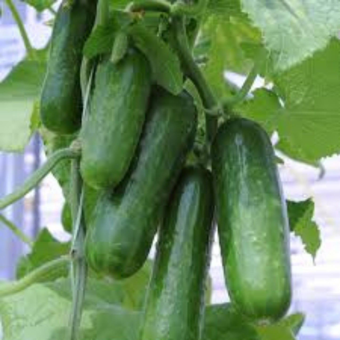 Picolino Mini Cucumber Seeds 10 Pack – Tasty 5-6 Inch Garden Vegetable – Cucumis sativus