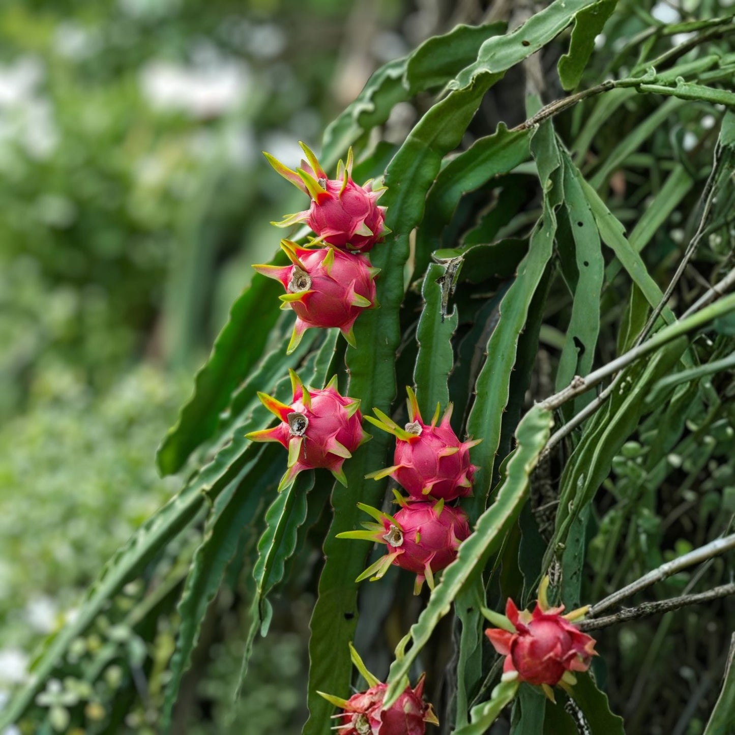 Dragon Fruit Cuttings - Red Flesh Hylocereus Polyrhizus, 5-inch Succulent Plant for Gardening and Growing