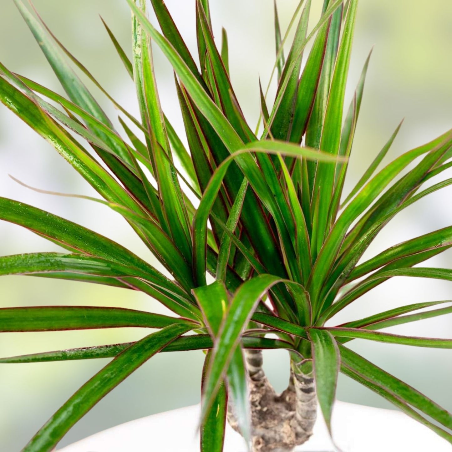 Hawaiian Gold Dragon Plant Cuttings 8-10" – Dracaena draco, Tropical Indoor Houseplant, Gardening, Live Plant Propagation