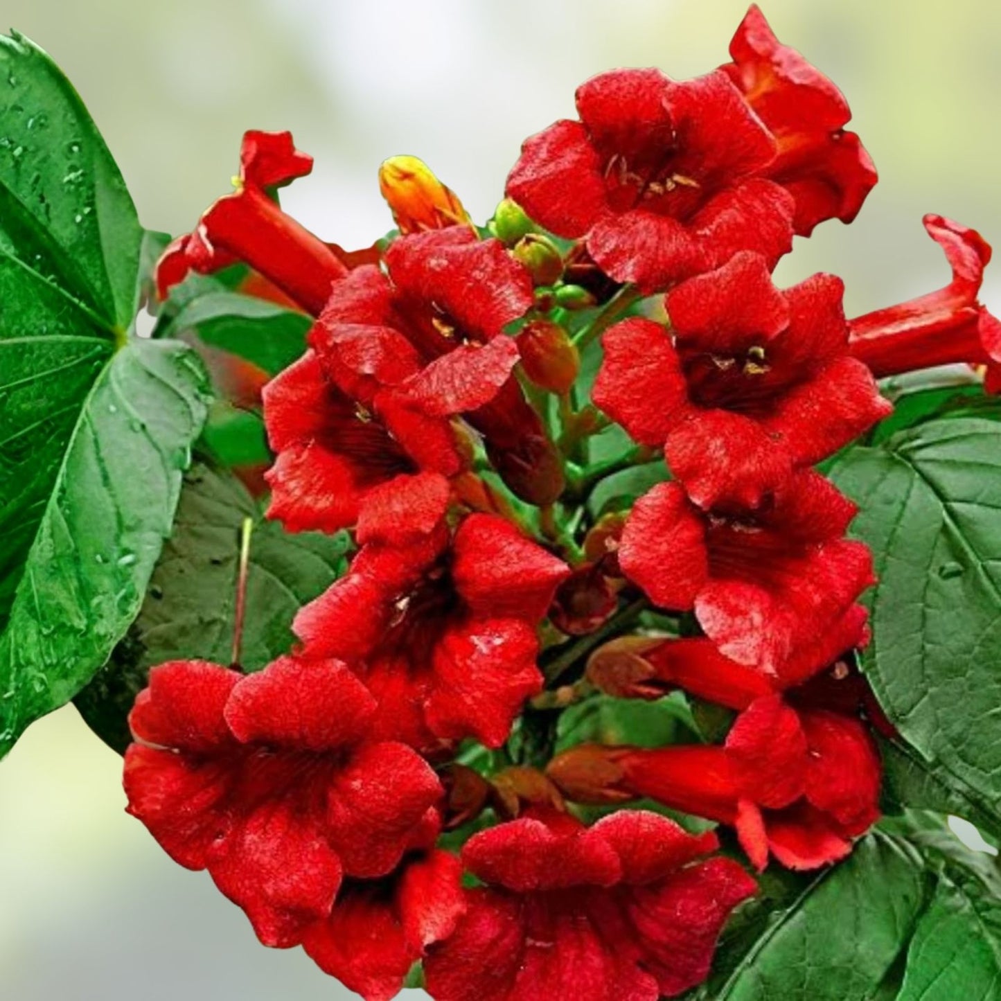 25 Red Trumpet Creeper Vine Seeds - Hummingbird Bush - Non-GMO Campsis radicans Climbing Plant