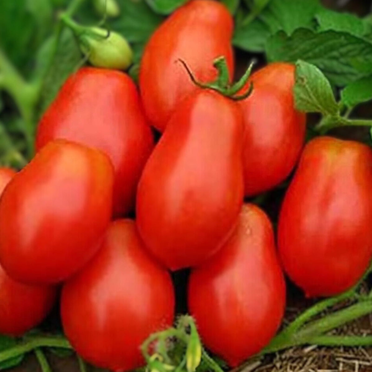Heirloom Italian Roma Tomato Seeds - Organic Non-GMO for Home Garden Planting - Solanum lycopersicum