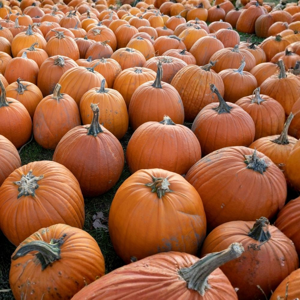 Big Max Pumpkin Seeds 10 Count Organic USA Giant Pumpkin Seeds Cucurbita maxima