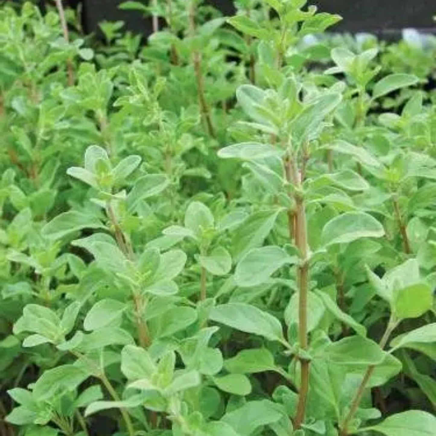 Sweet Marjoram Seeds 100 Count - Heirloom Non-GMO Culinary Herb - Origanum majorana Seed Pack