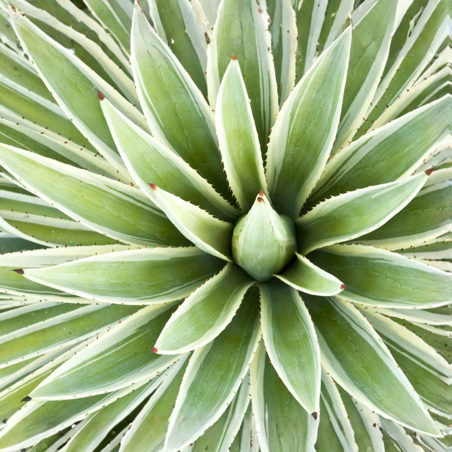 Agave Seed Mix for Planting – 50 Drought-Tolerant Succulents – Agave spp. – Easy to Grow, Native, Garden, Landscape
