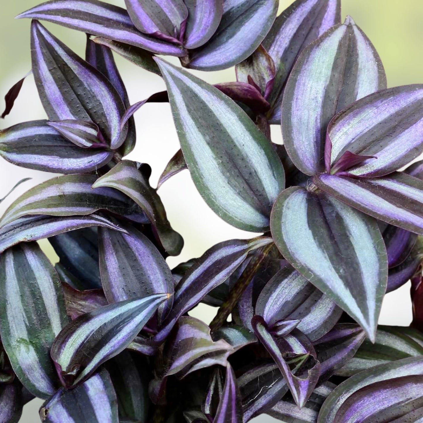 Wandering Jew Cuttings - Lot of 10 Purple Heart Tradescantia - Organic Healthy Plant Clippings - Indoor Garden, Houseplant Propagation