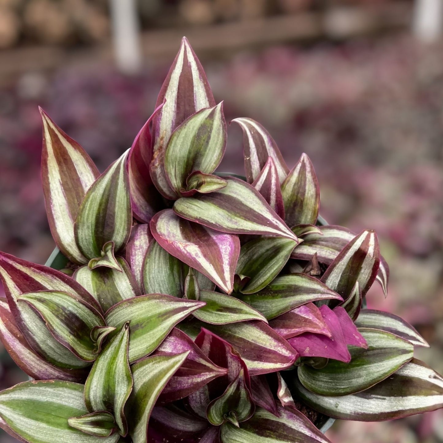 Wandering Jew Succulent 2-4" Live Houseplant - Tradescantia Zebrina, Indoor Plant, Easy Care, Bright Green and Purple Foliage