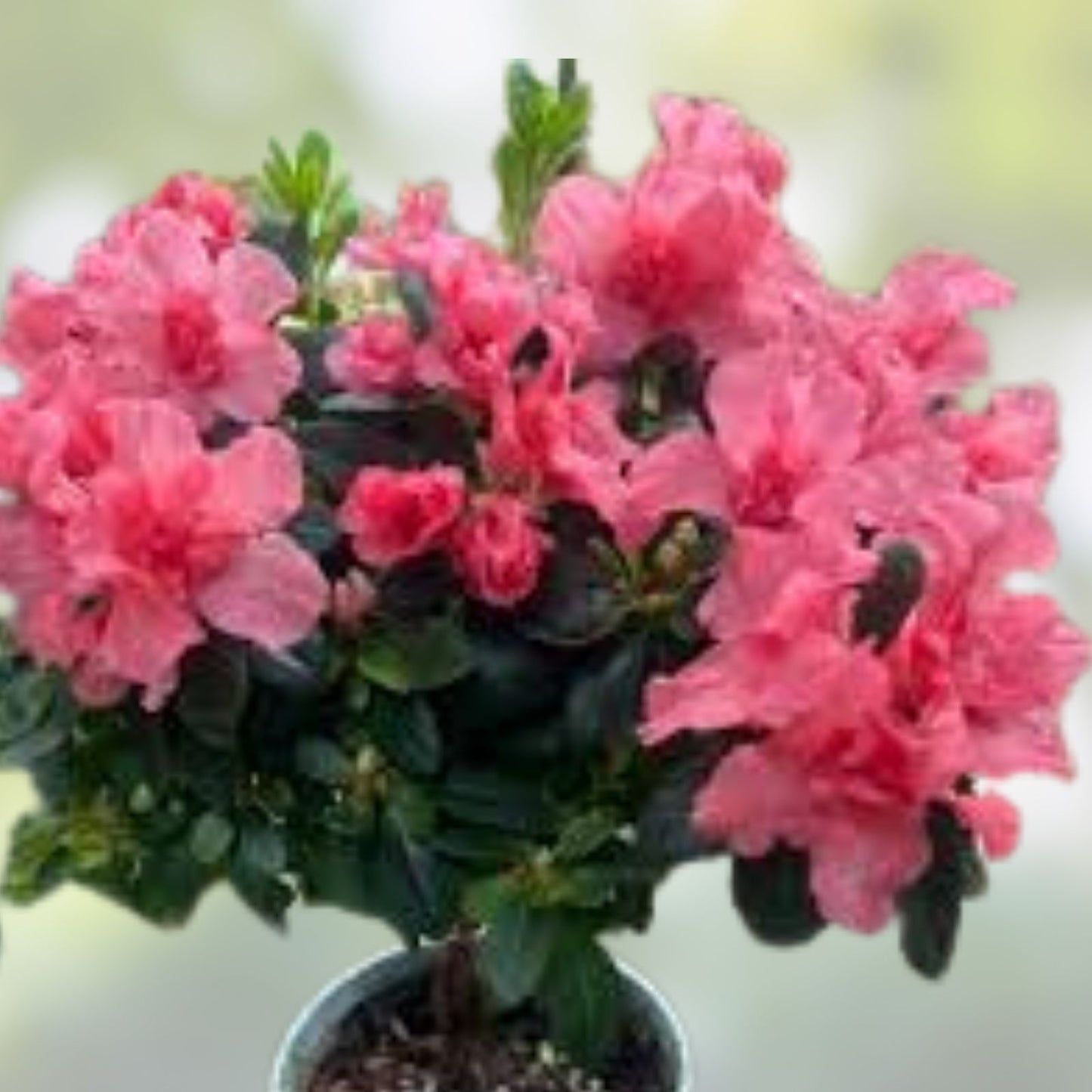 Encore Autumn Twist Azalea Starter Plant - Deciduous Rhododendron 'Autumn Twist' Well Rooted Shrub