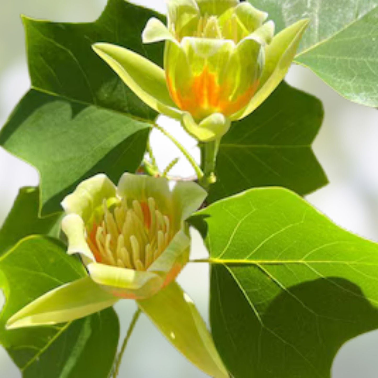 Live Tulip Poplar Tree 16-24 Inches Bare Root Ornamental Tree Liriodendron tulipifera