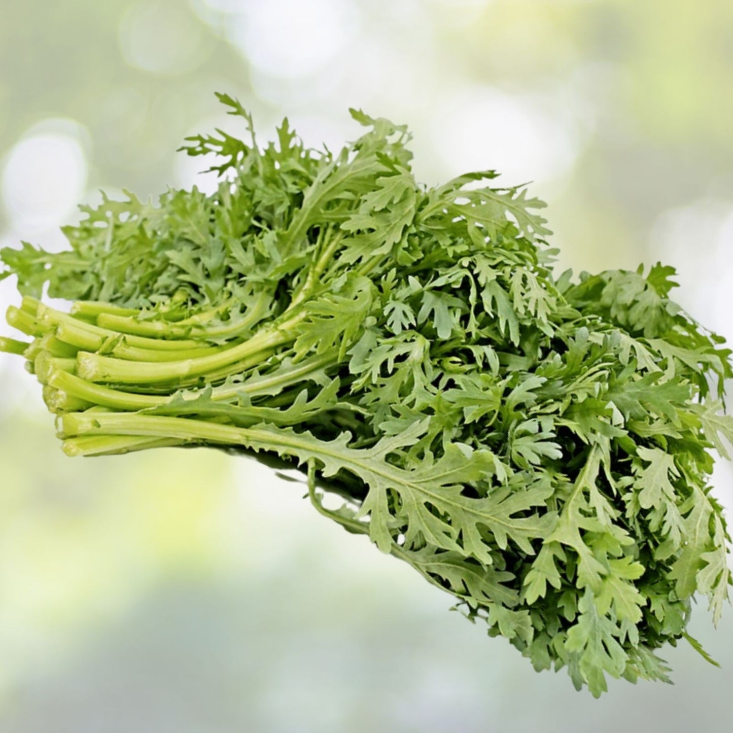 Tong Ho Choy Seeds - 200+ Edible Chrysanthemum Seeds, Shungiku Ssukgat Tan, Serrated Leaf - Perfect for Home Gardening