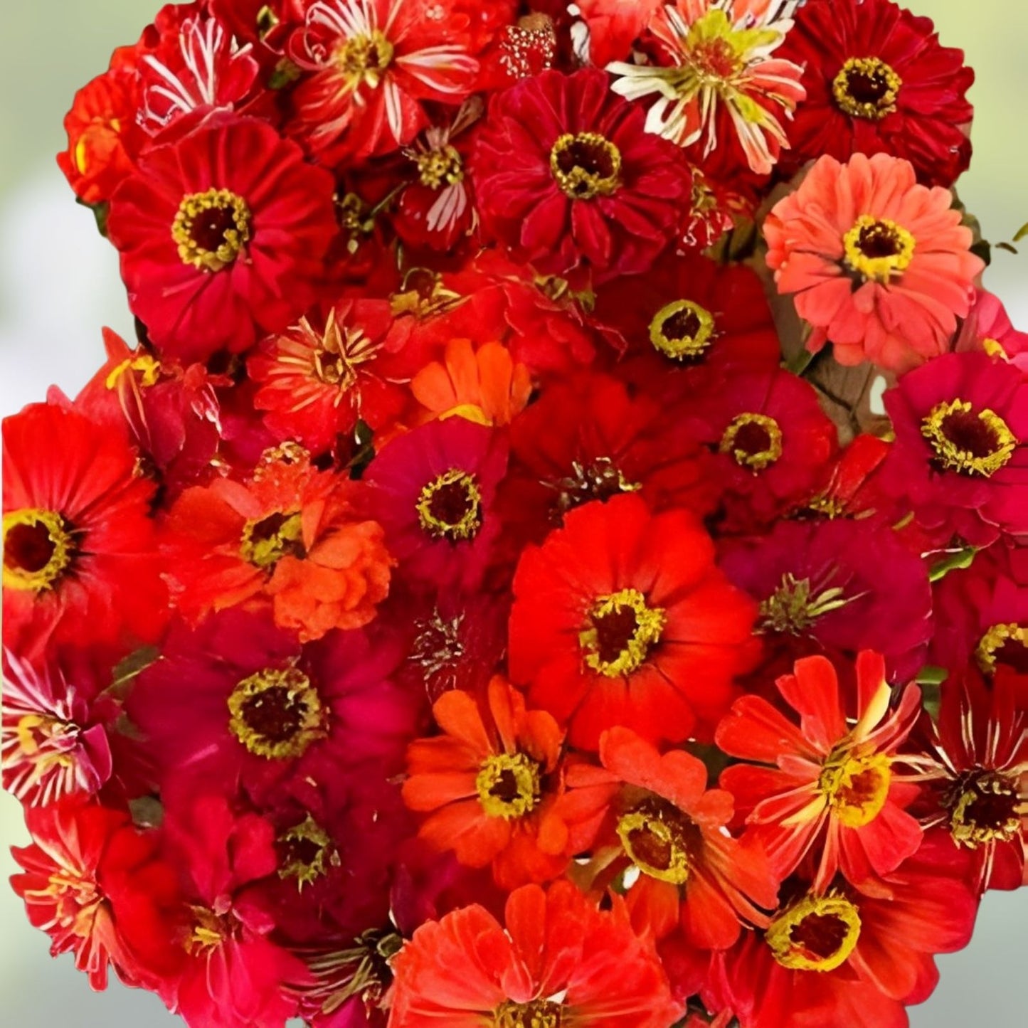 Zinnia Seeds Mix - 100 Organic Berry Tart Flower Seeds - Colorful Garden Flowers, Non-GMO, USA Grown