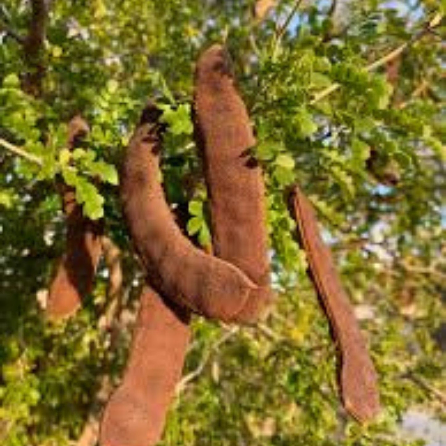 Fresh Texas Ebony Tree Seeds - 20 Seeds - Prosopis glandulosa - Drought-Tolerant Native Landscaping Seeds