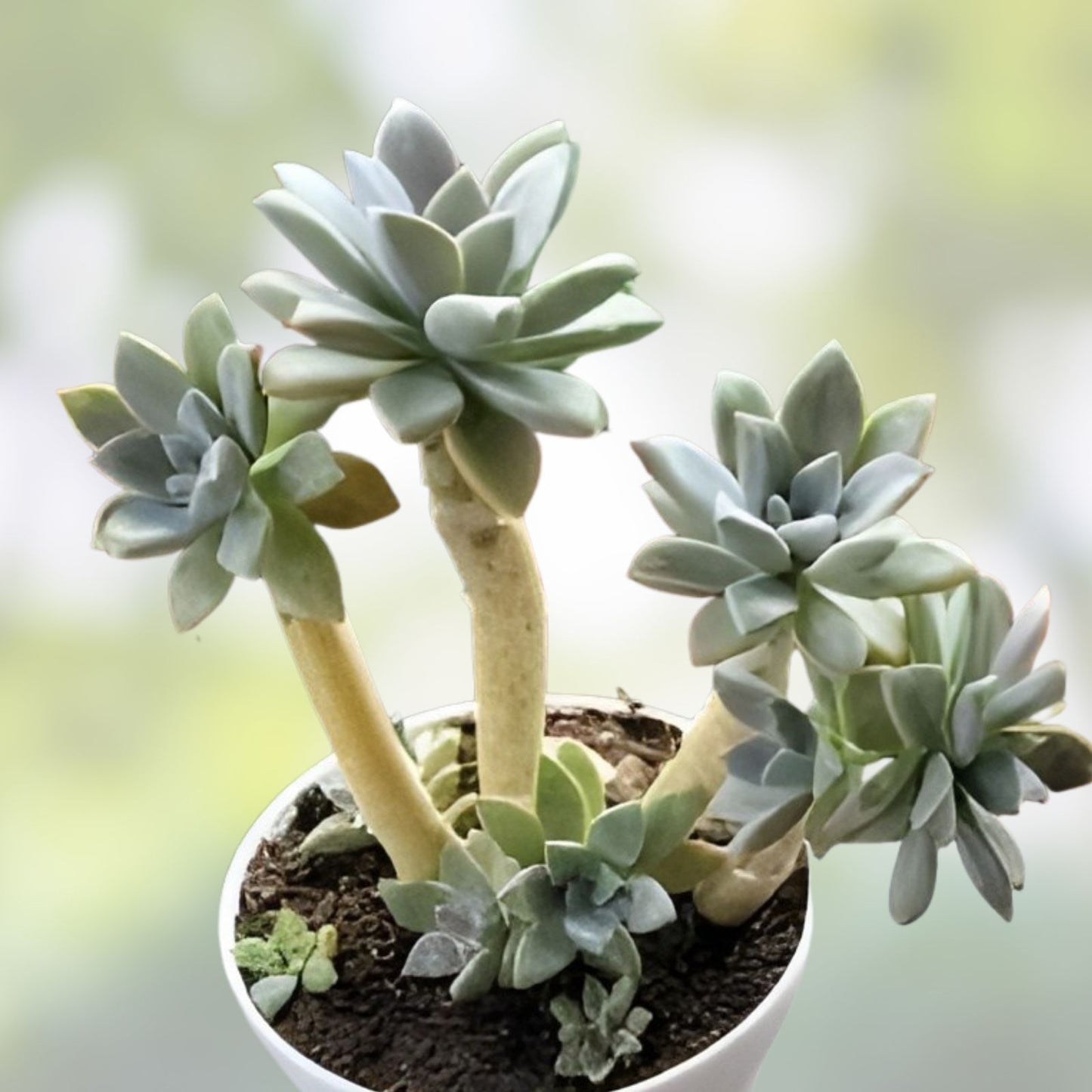 GraptoSedum Cuttings 2-3" California Sunset Succulent Drought-Tolerant Indoor Plant Graptopetalum paraguayense