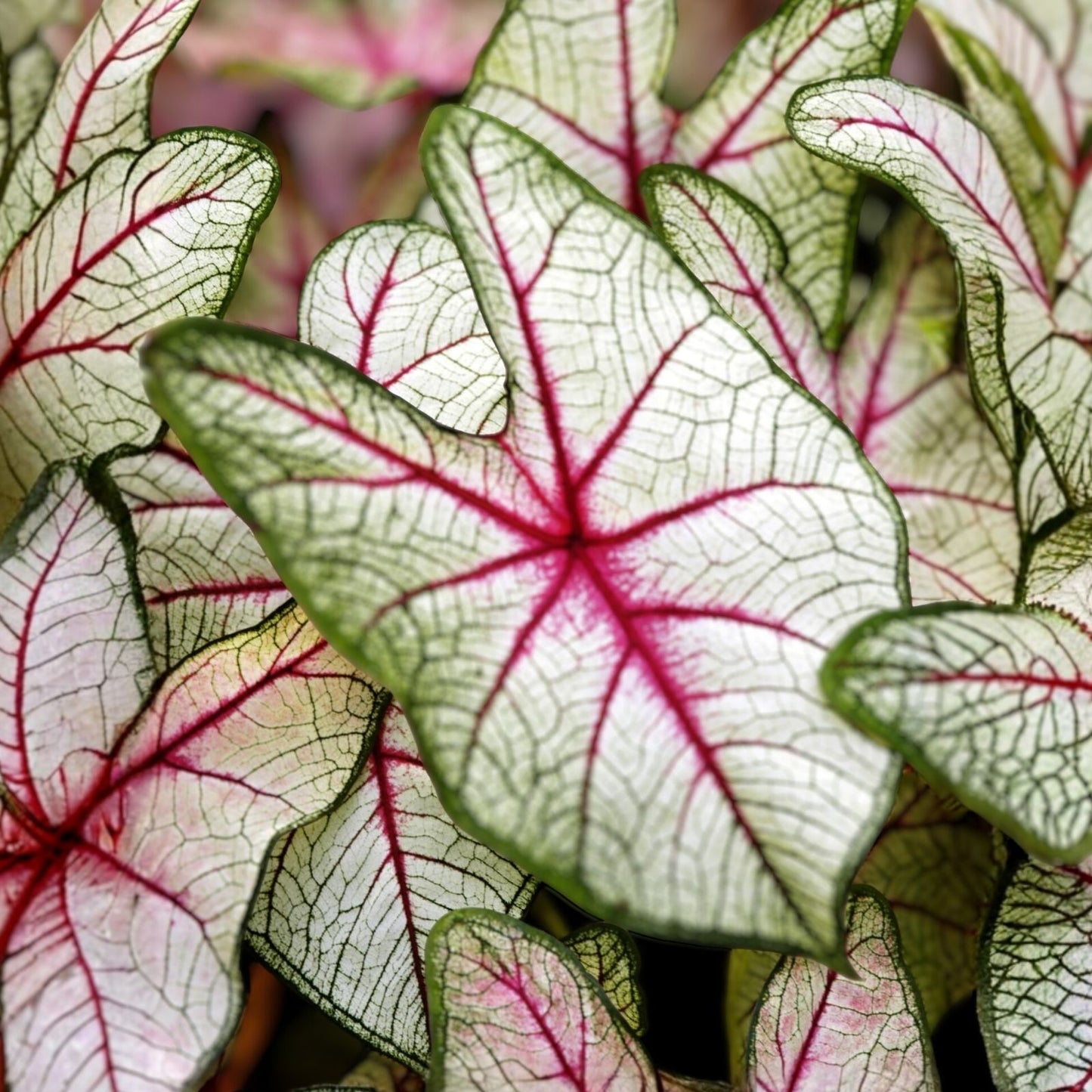 Caladium Bulbs 2 Pack White Queen, Easy Care Indoor Outdoor Planting, Caladium bicolor
