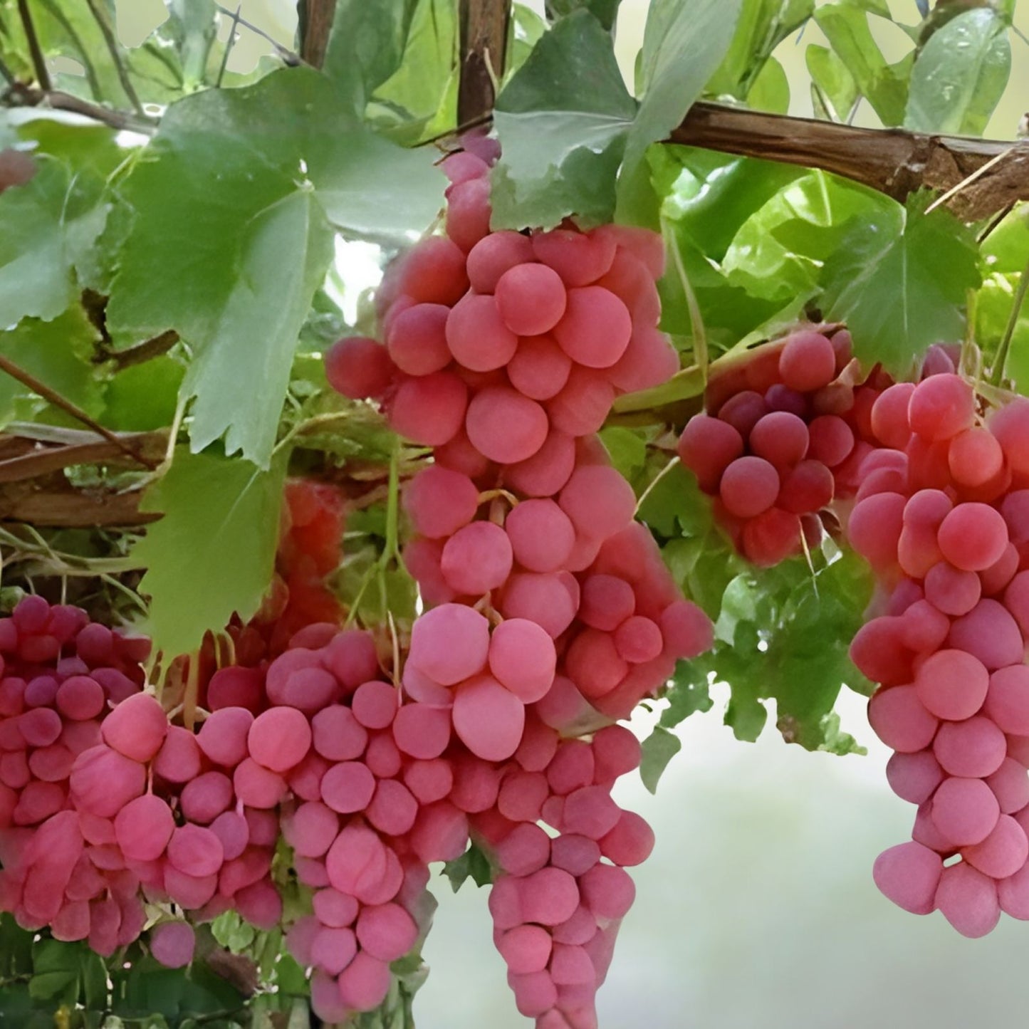Globe Seedless Grape Vine Cuttings - Large Sweet Juicy Table Grapes - Vitis vinifera