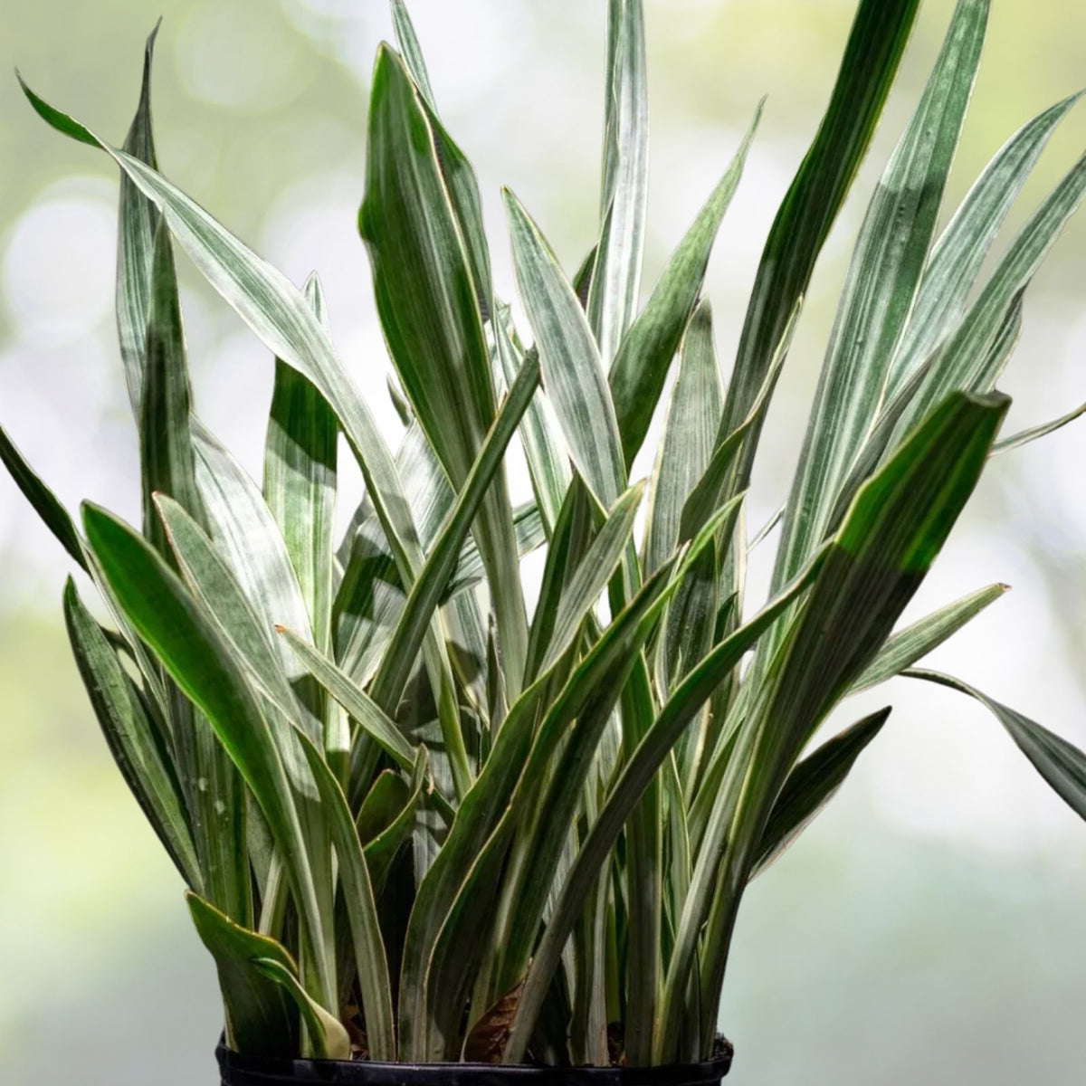 Sansevieria Sayuri Snake Plant - 3 Gallon Indoor Succulent - Easy Care Houseplant - Natural Air Purifier - Live Plant