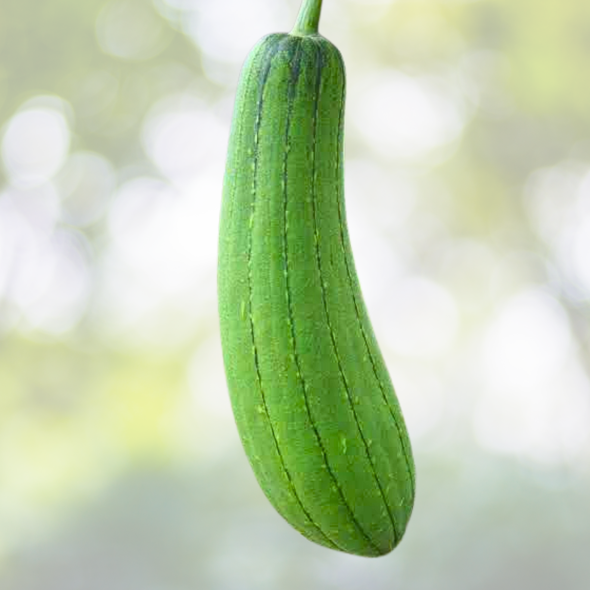 Luffa Gourd Seeds 30pcs Non-GMO Chubby Pier Gourd Loofah Sponge Seeds (Luffa cylindrica)