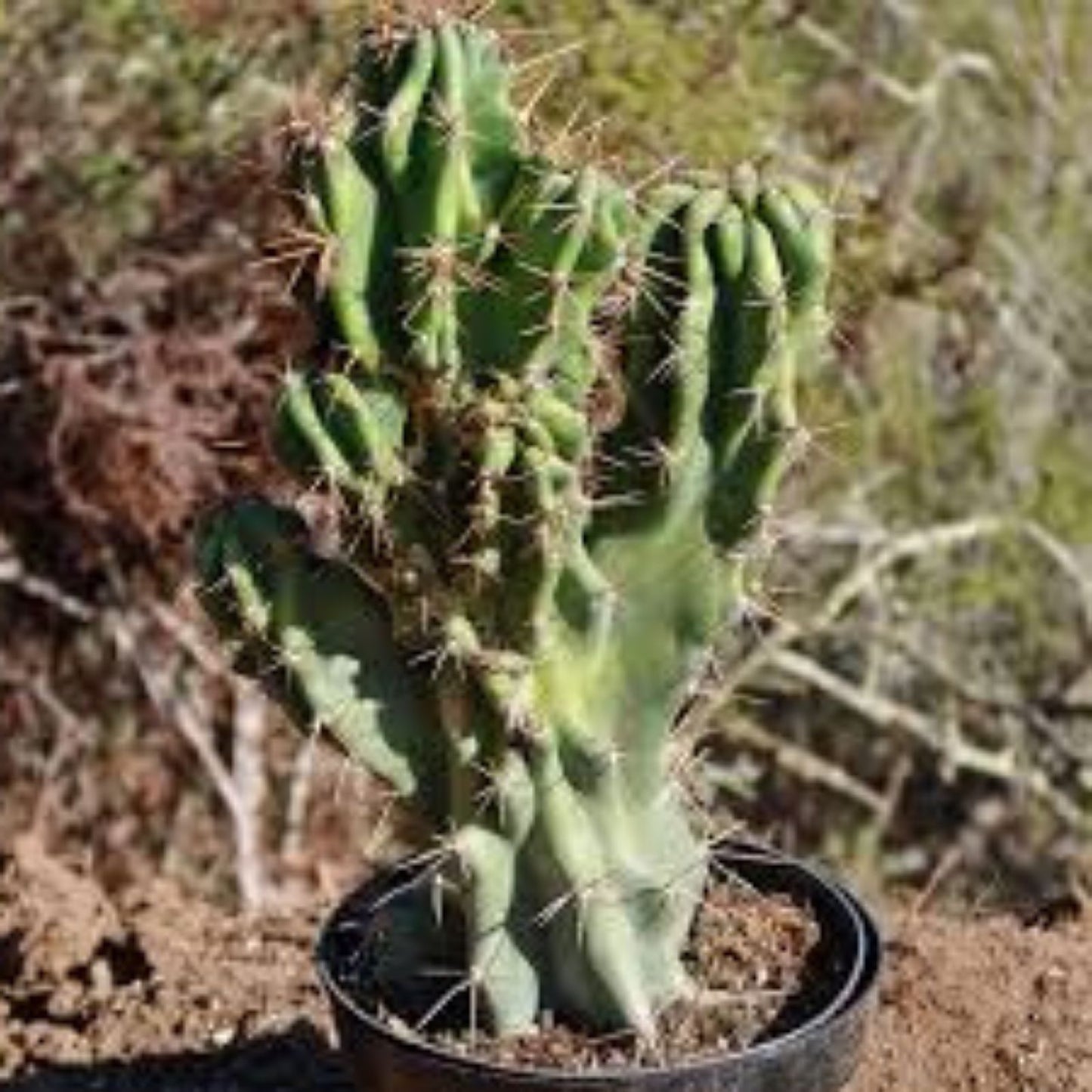 Cereus Monstrose Cactus Cuttings – 2 Long Stem Pieces – Unique Columnar Succulent for Indoor & Outdoor Gardens