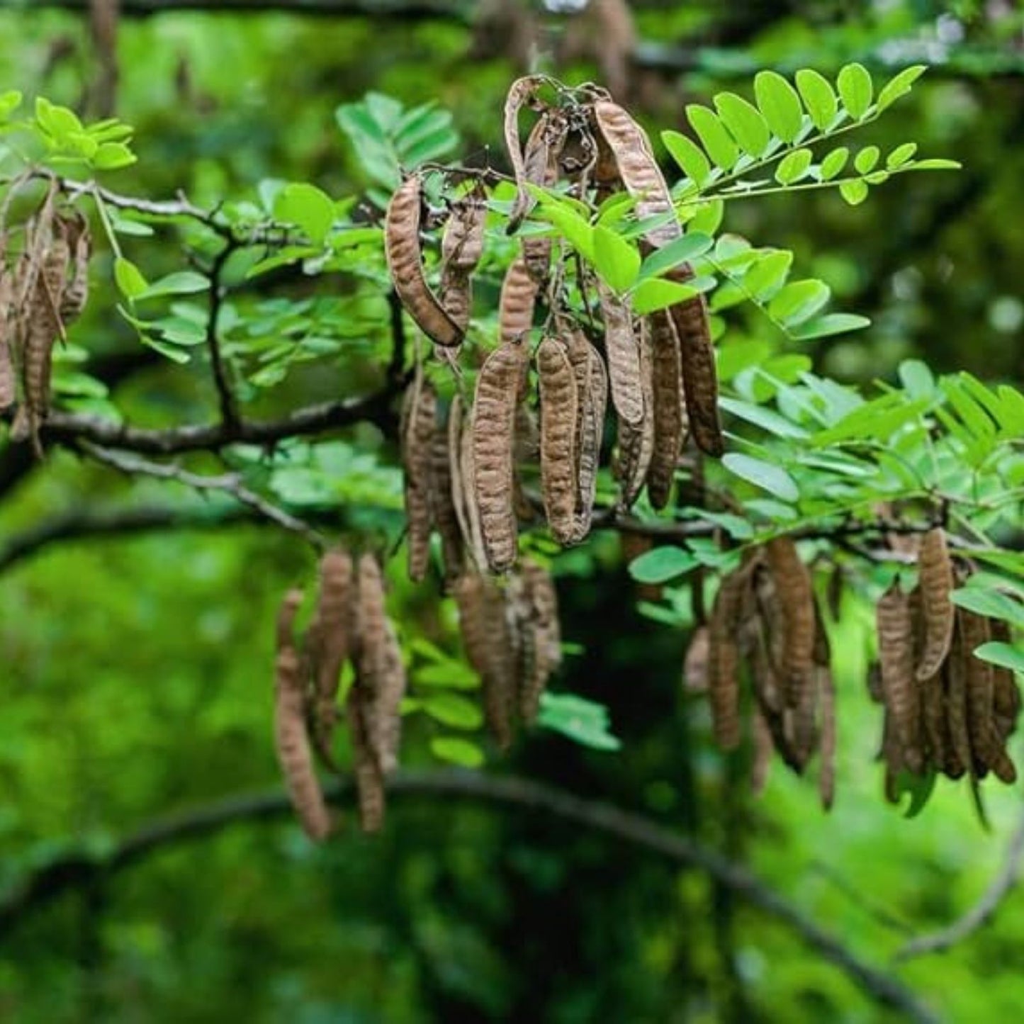 Black Locust Tree Seeds 30 Pack Robinia pseudoacacia for Planting Landscaping and Garden Projects