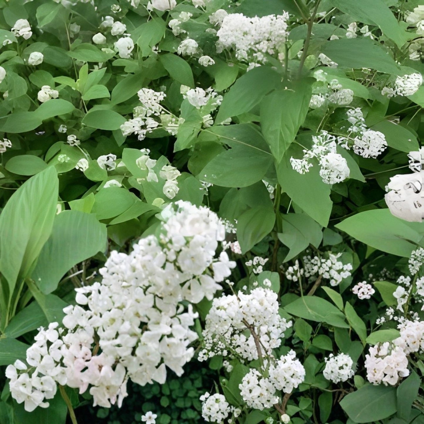 New Jersey Tea Seeds for Planting - 50 Seeds - Ceanothus Americanus - Blooming Shrub for Native Garden and Wildflower Landscaping