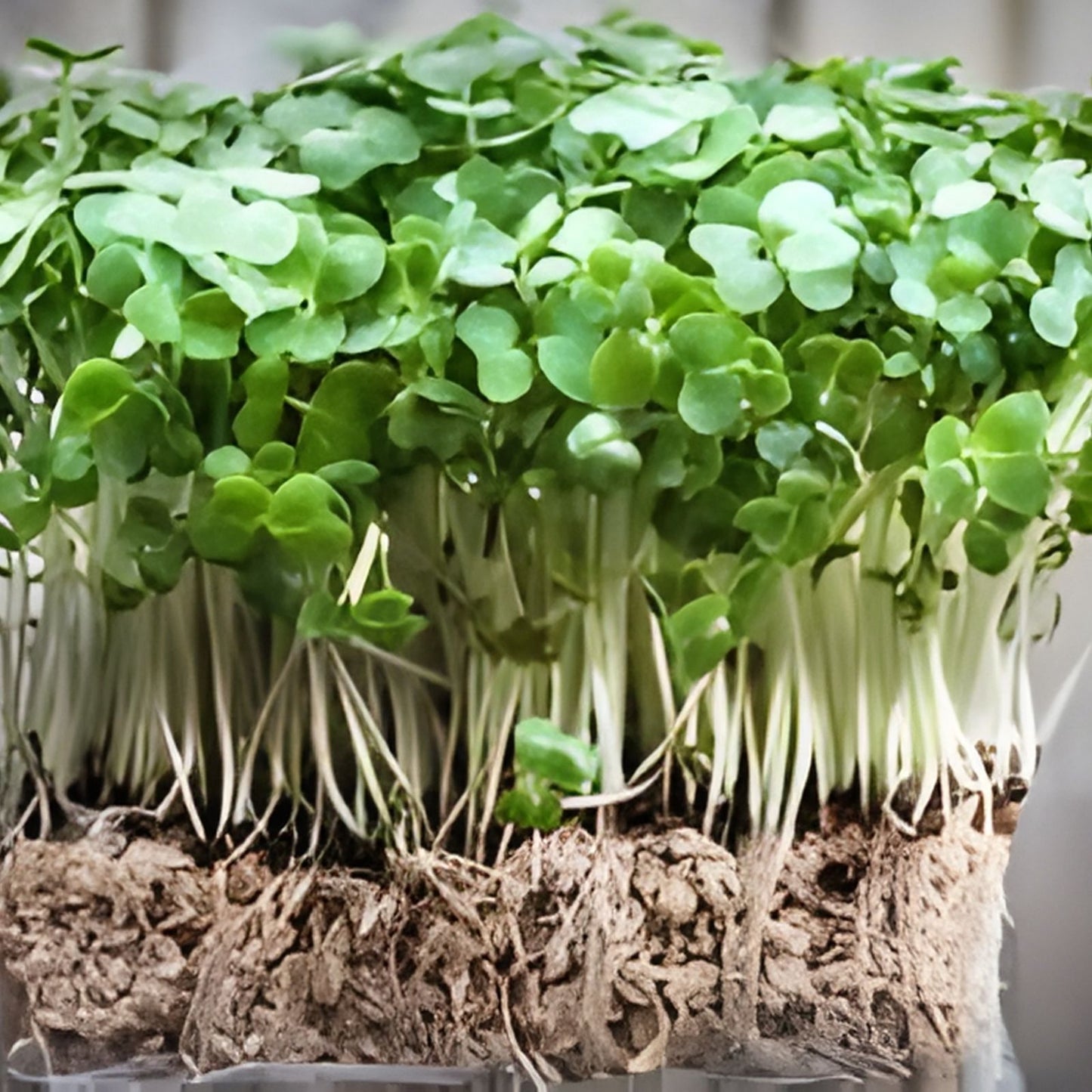 Fresh Watercress Plants with Roots – Live Vegetables for Gardening – Nutrient-Rich Nasturtium officinale