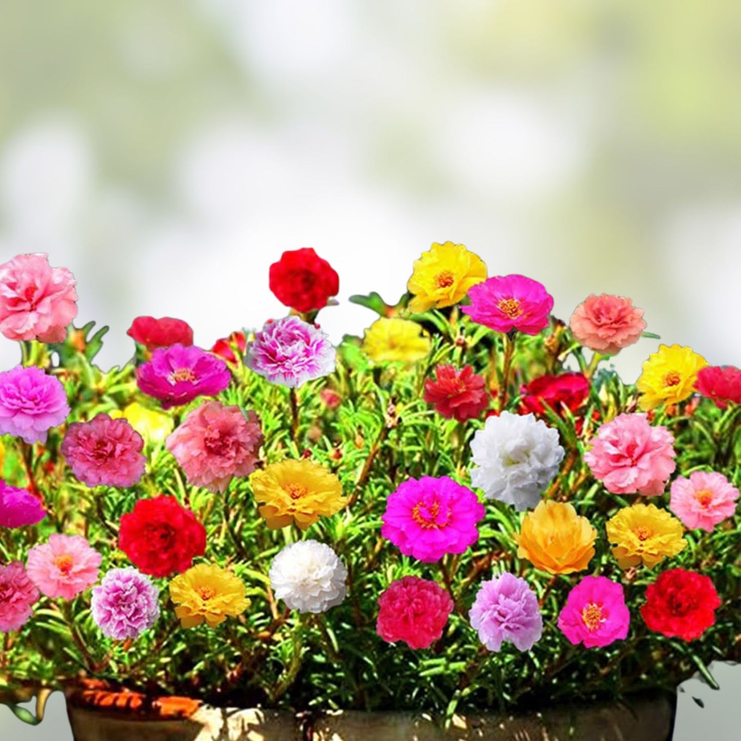 Moss Rose Seeds, Portulaca Grandiflora, Colorful Flowers, Drought Tolerant, Easy to Grow, Bonsai Garden Plant Seeds