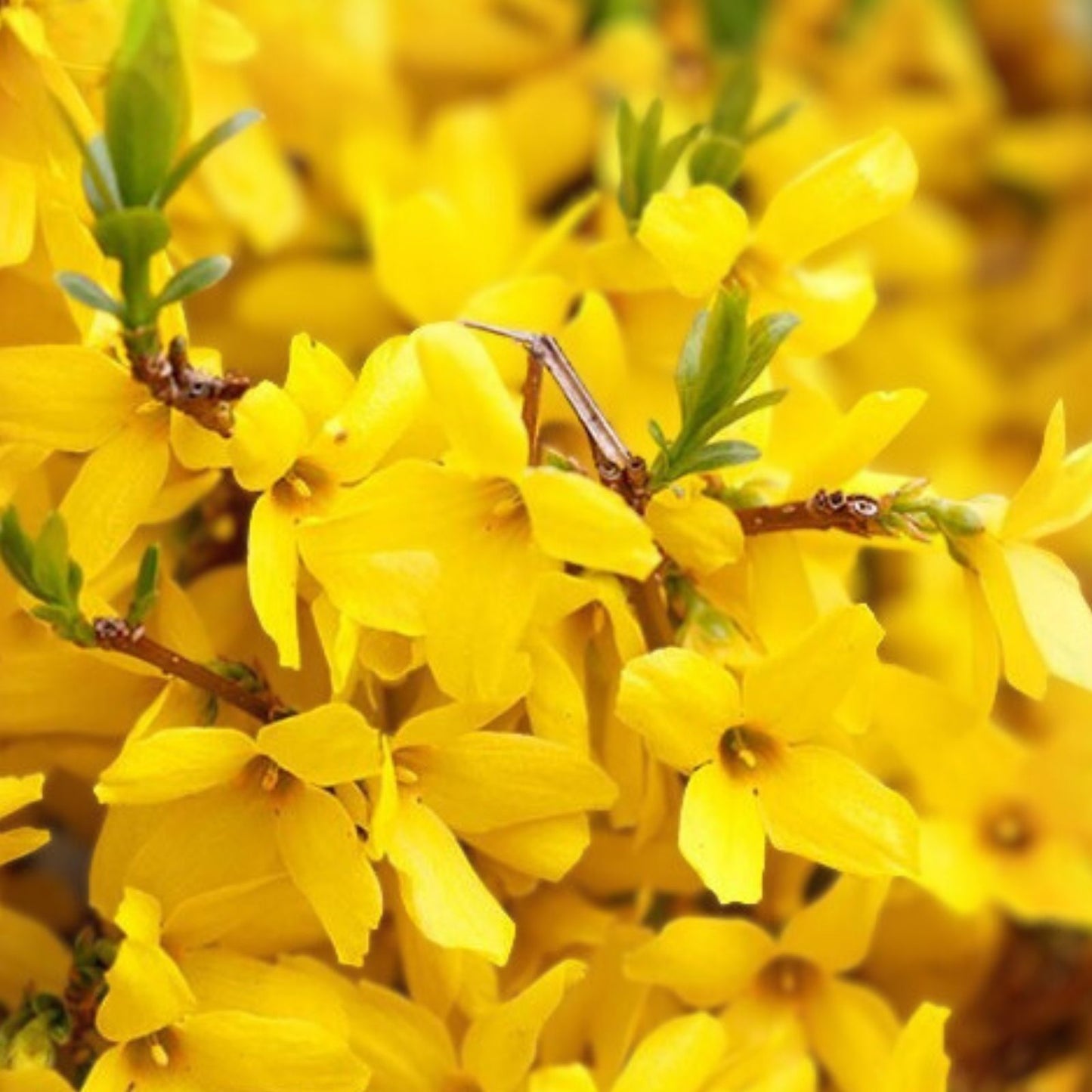 Forsythia Bush Live Plant 12-24 Inches Bare Root Spring Blooming Shrub Forsythia x intermedia