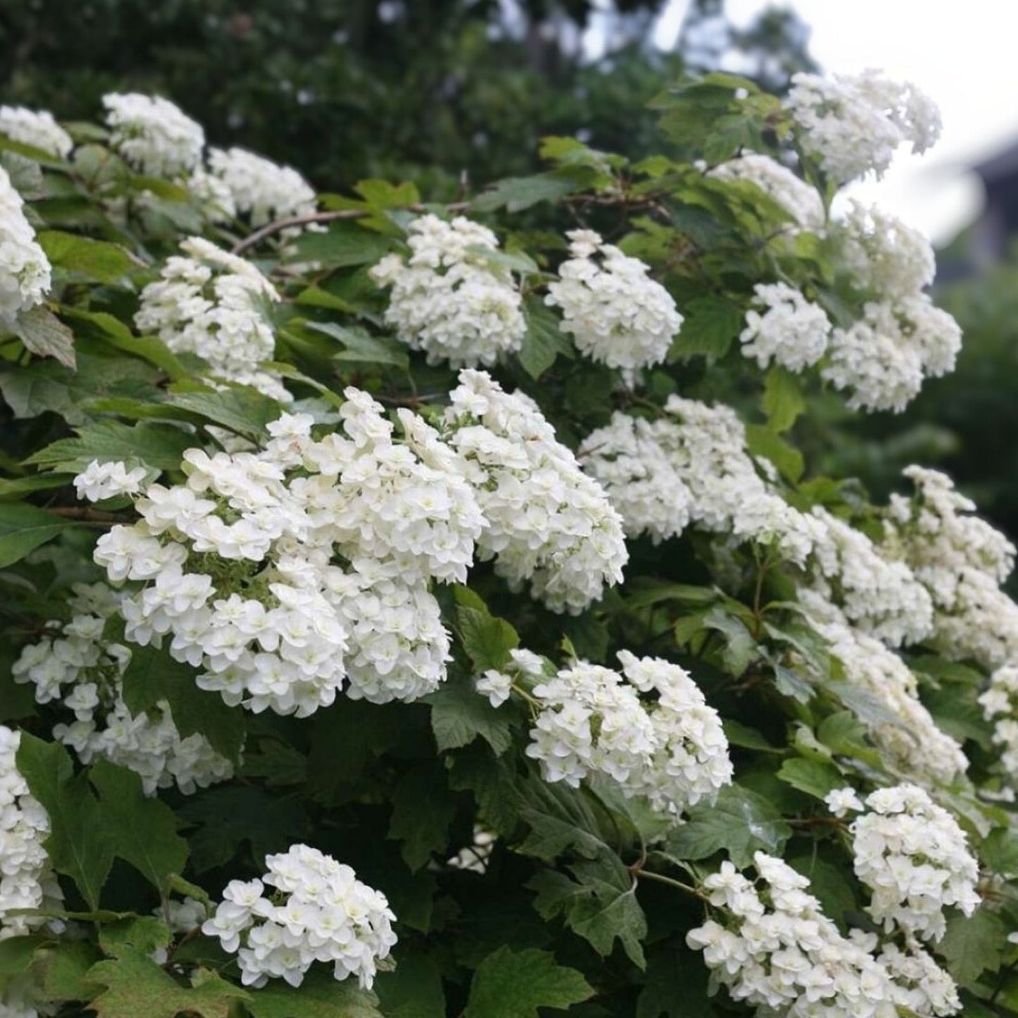 Hydrangea Seeds 50 Pack - White Flower Bush, Hedge, Shrub | Hydrangea quercifolia