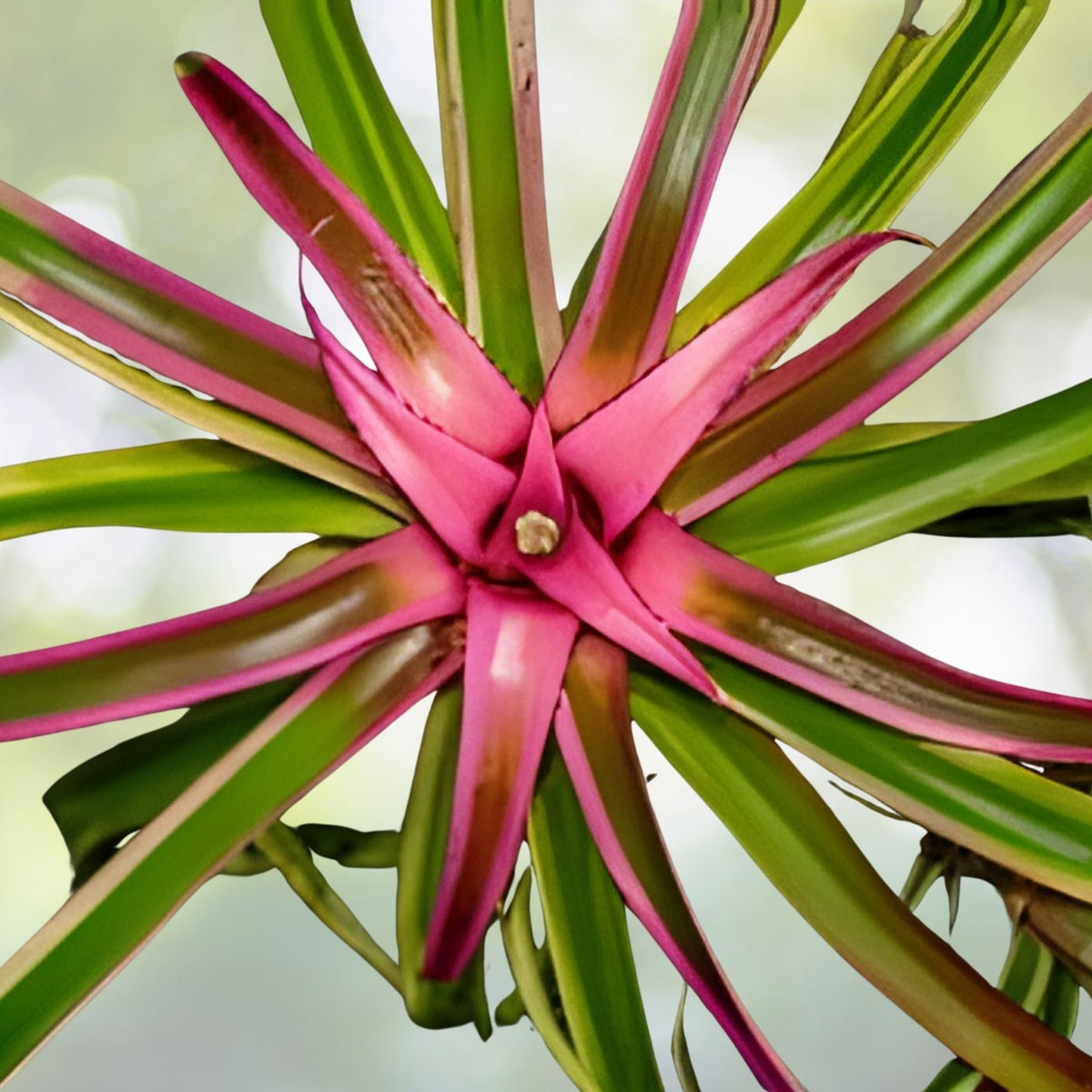 Neoregelia Eleuthropetala Albo Bromeliad 5" Pot - Rare Variegated Pink Center Tropical Houseplant