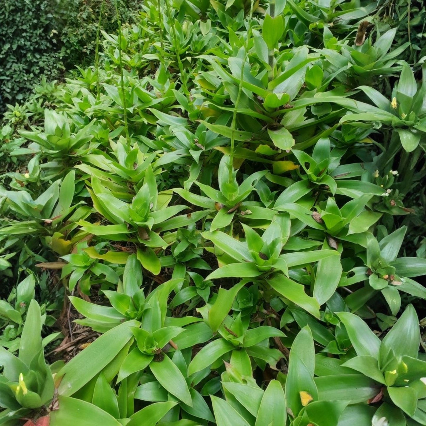 Live Plant Cuttings - 5 Basket Plant Pups - Callisia fragrans - False Bromeliad - Indoor Houseplant, Easy Care, Green Foliage