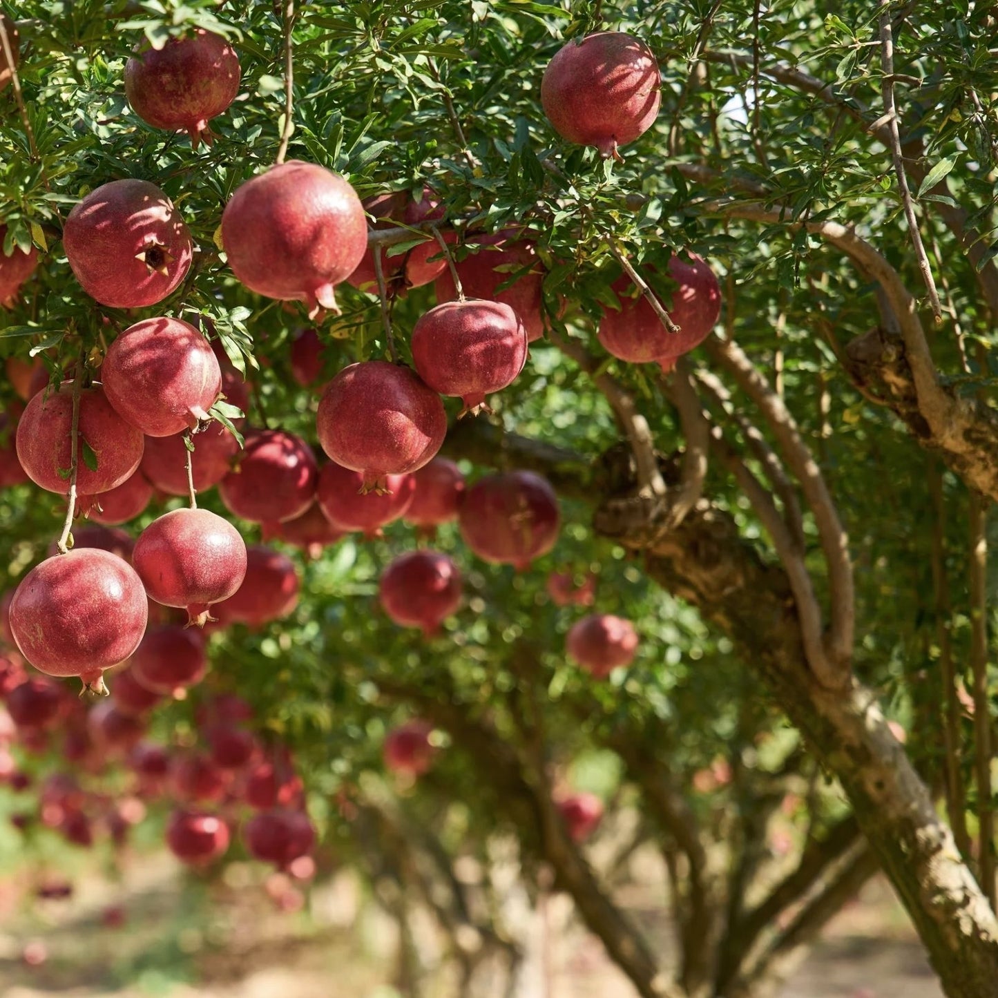 Pomegranate Seeds 25 Pack Edible Fruit Punica granatum Grown in USA Fresh Fruit Seeds