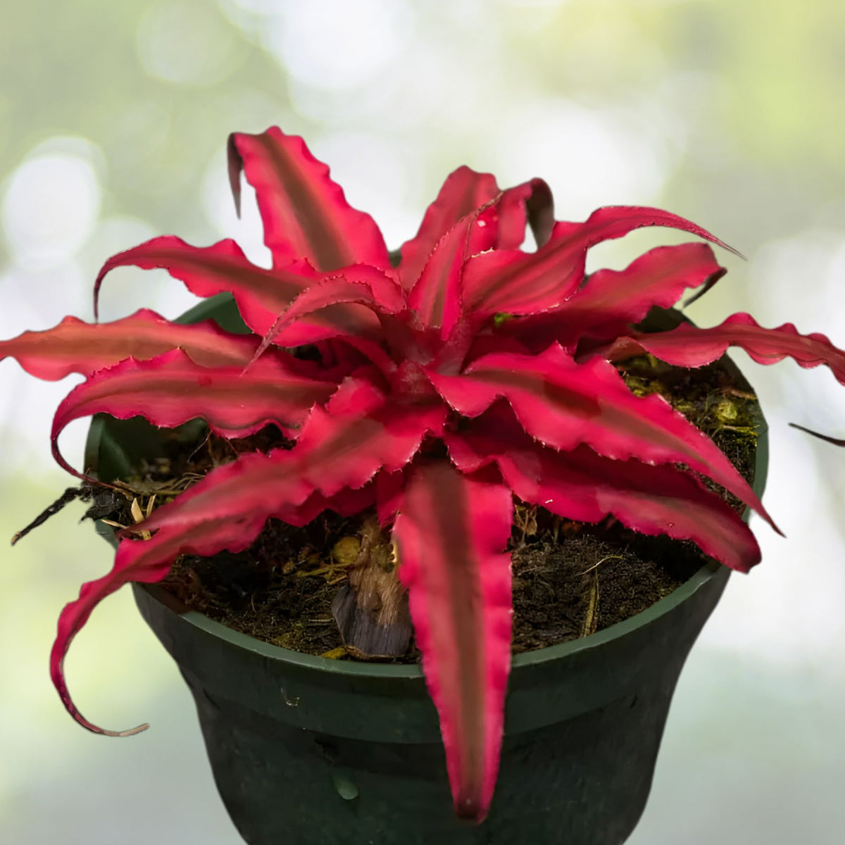 Cryptanthus Ruby Plant 4" Pot - Burgundy-Red Variegated Foliage - Cryptanthus spp. - Perfect for Shade & Small Containers