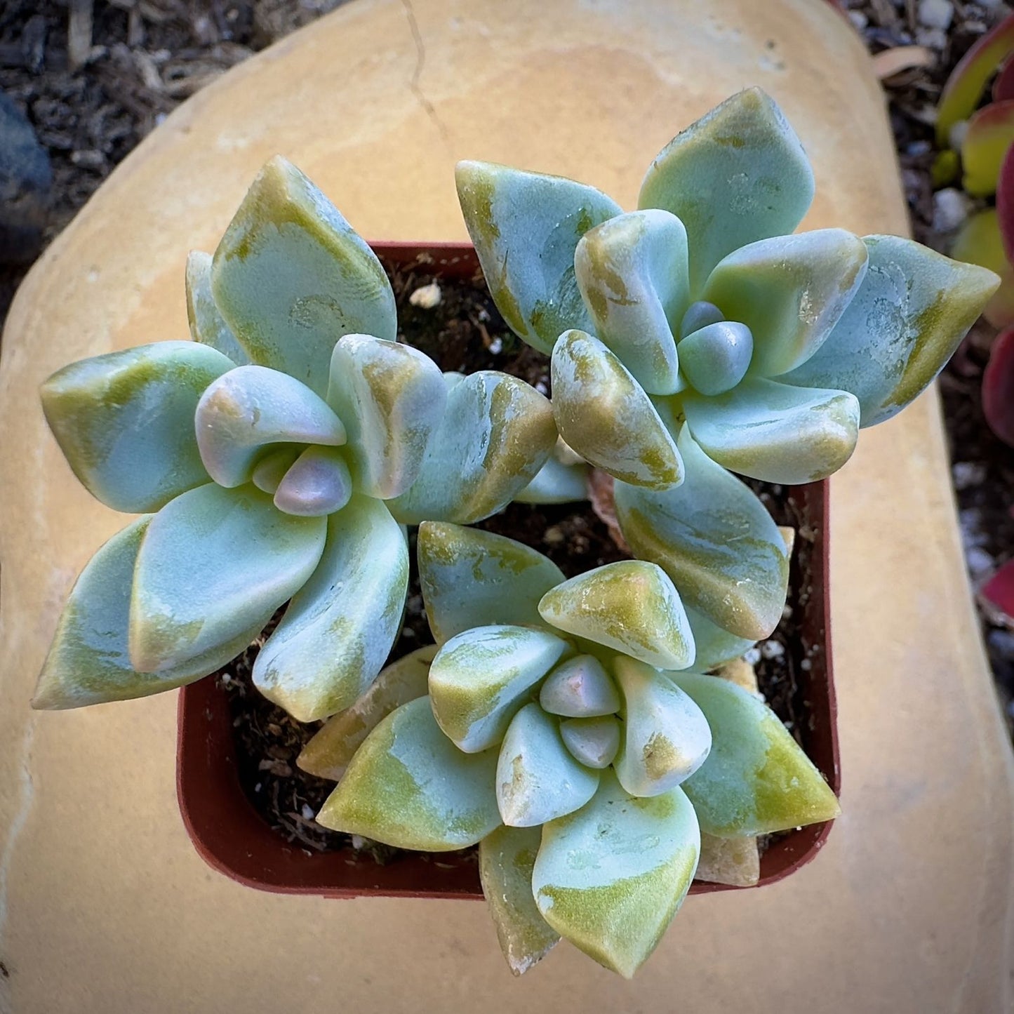 Graptosedum Ghosty Succulent Cutting 3-Inch Unrooted Live Plant Rare Variety for Home Decor Gardening
