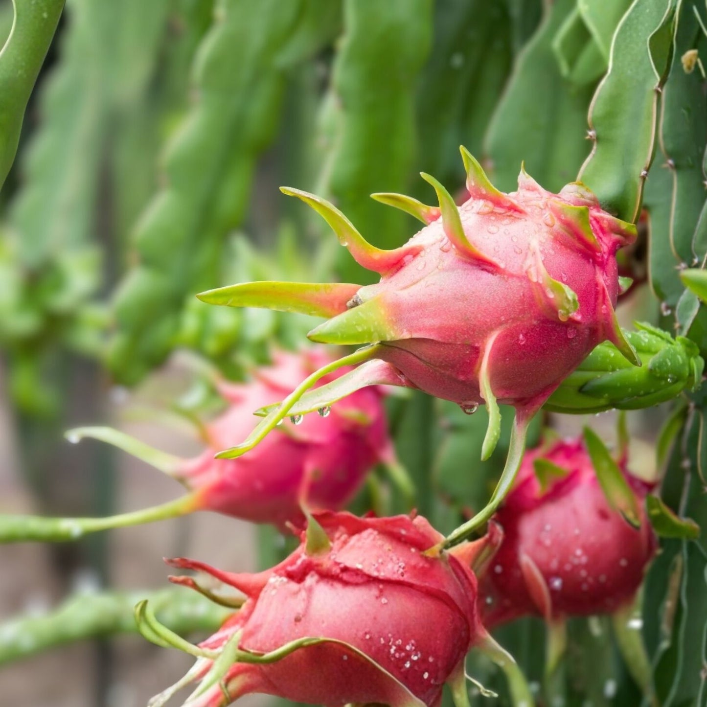 Red Dragon Fruit Cuttings 9-14" American Red Hylocereus undatus | Fresh Fruit Plant Clippings