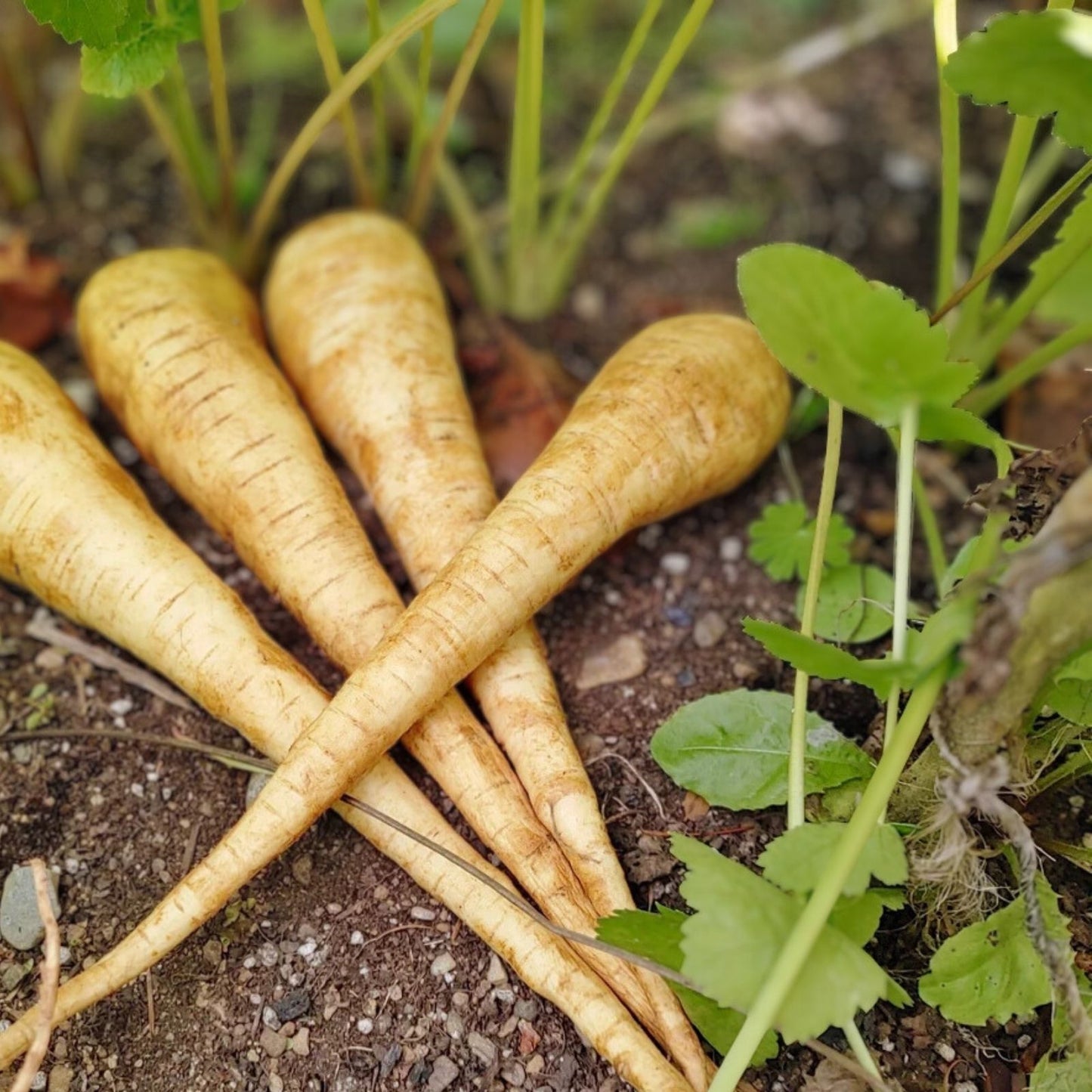 All American Parsnip Seeds 100 Count - Rare Garden Vegetable Pastinaca sativa, Organic, Non-GMO, Heirloom, Vegetable Seeds