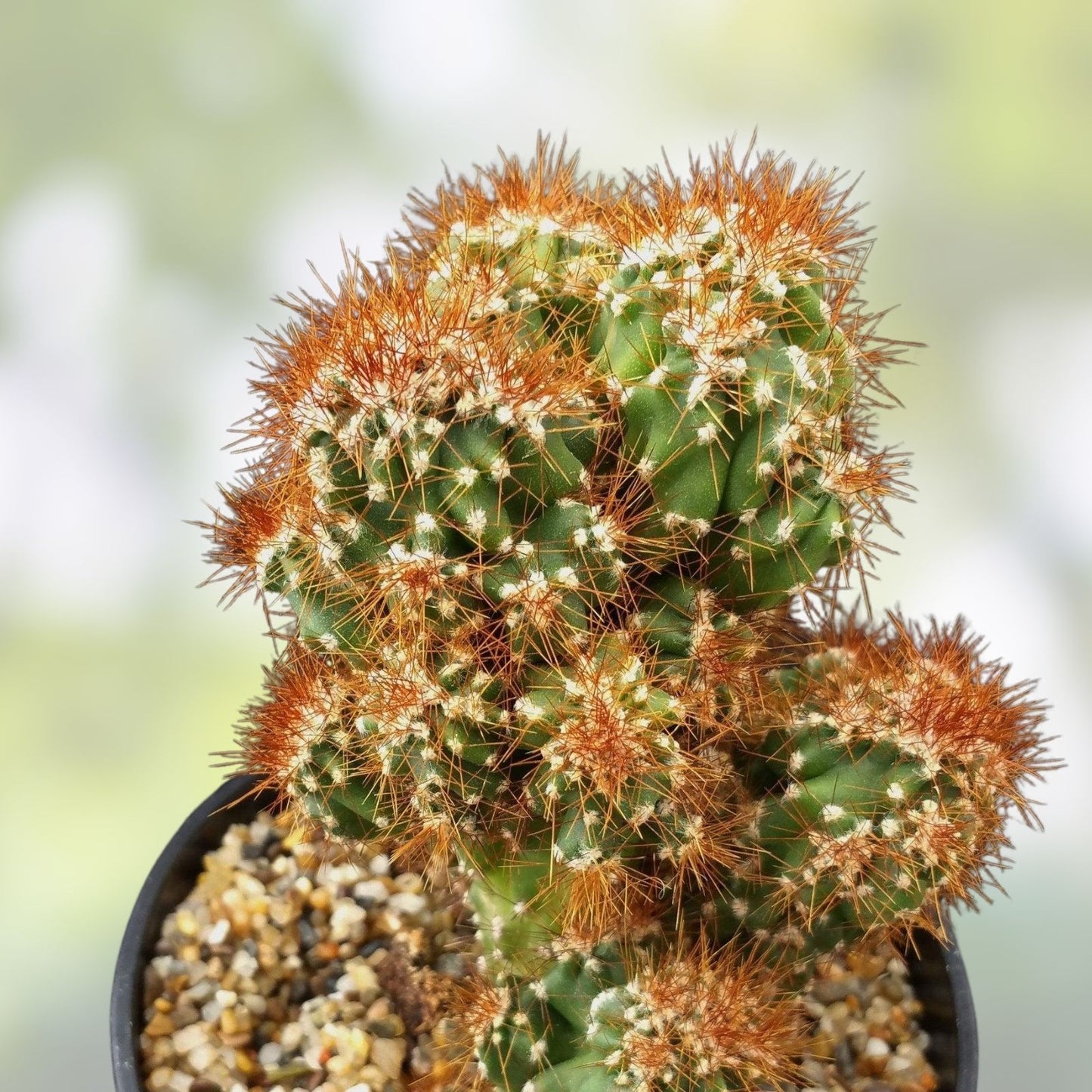 Large Monstrose Peruvian Apple Cactus | Live Cactus Plant | Cereus peruvianus | Texas Grown Succulent