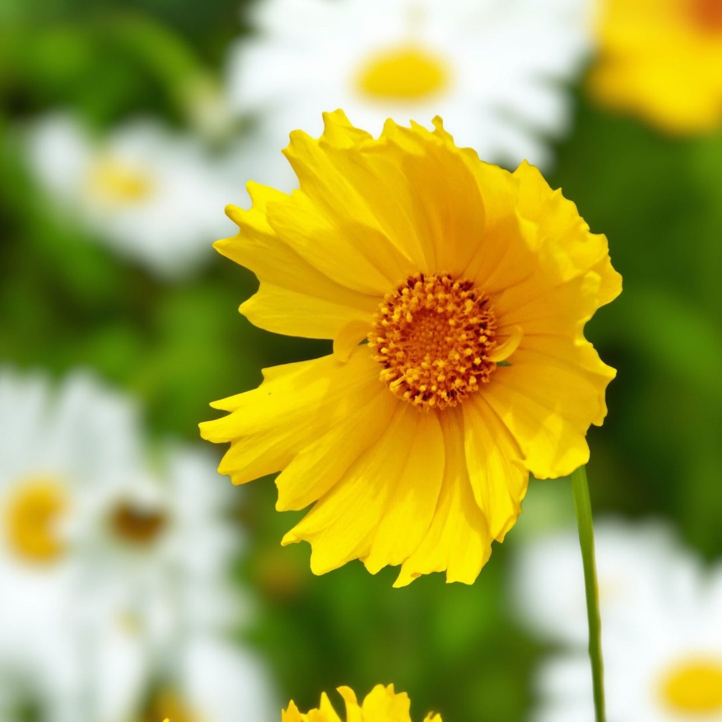 Coreopsis Seeds 50 Lanceleaf Flower Seeds Golden Yellow Blooms Coreopsis lanceolata Perennial Flower Seed