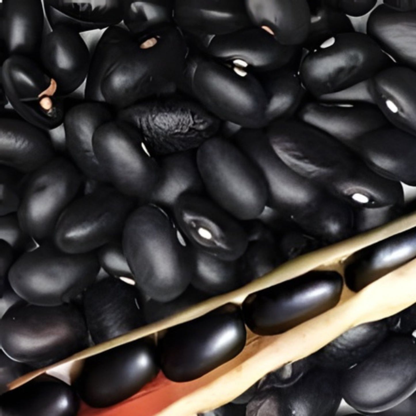 Black Bean Seeds for Planting, 30 Seeds, Easy to Grow, Phaseolus vulgaris, High Nutritional Value