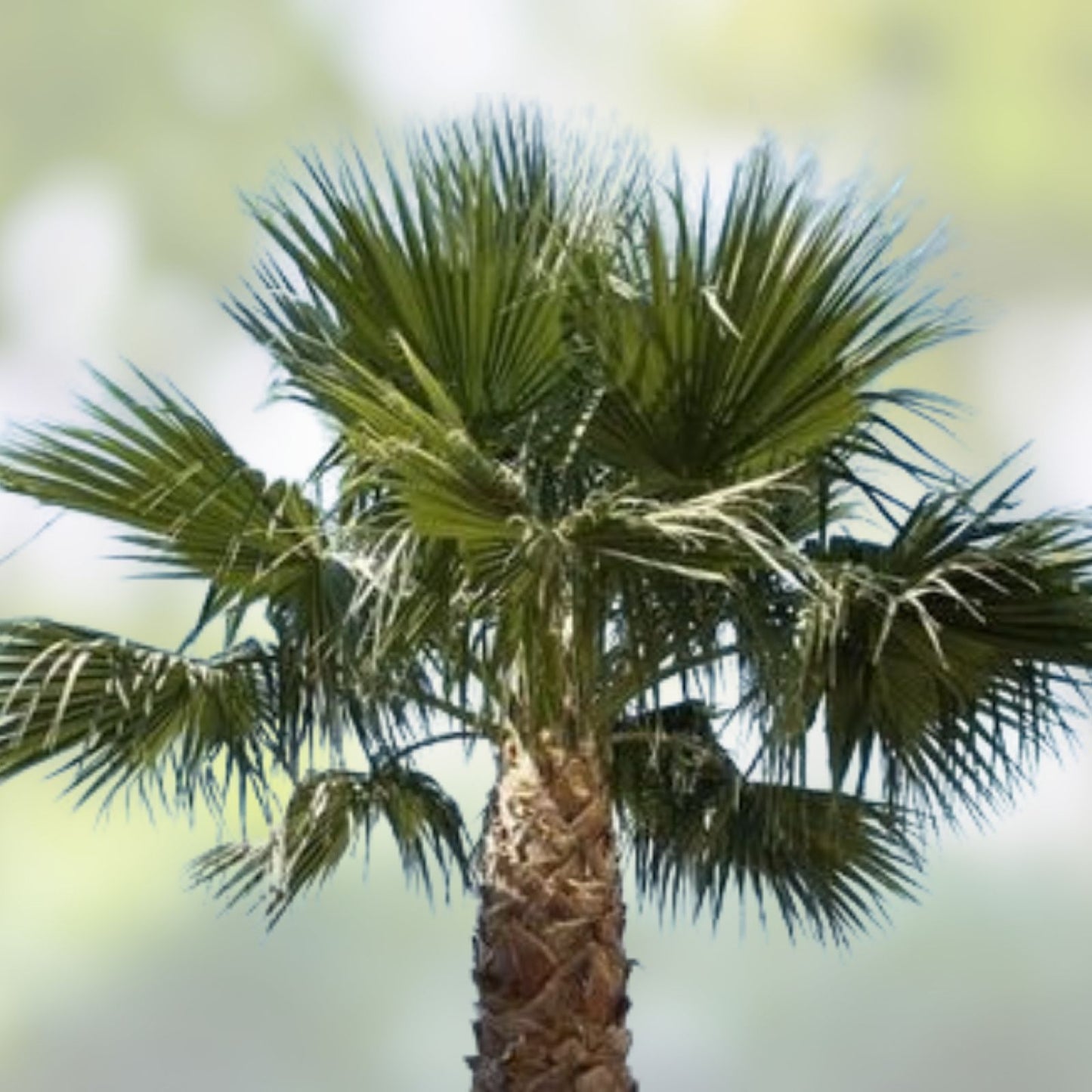 Washington Robusta Mexican Fan Palm Tree Seeds - 3 Year Old Saplings, Trachycarpus fortunei, Tropical Garden Plant