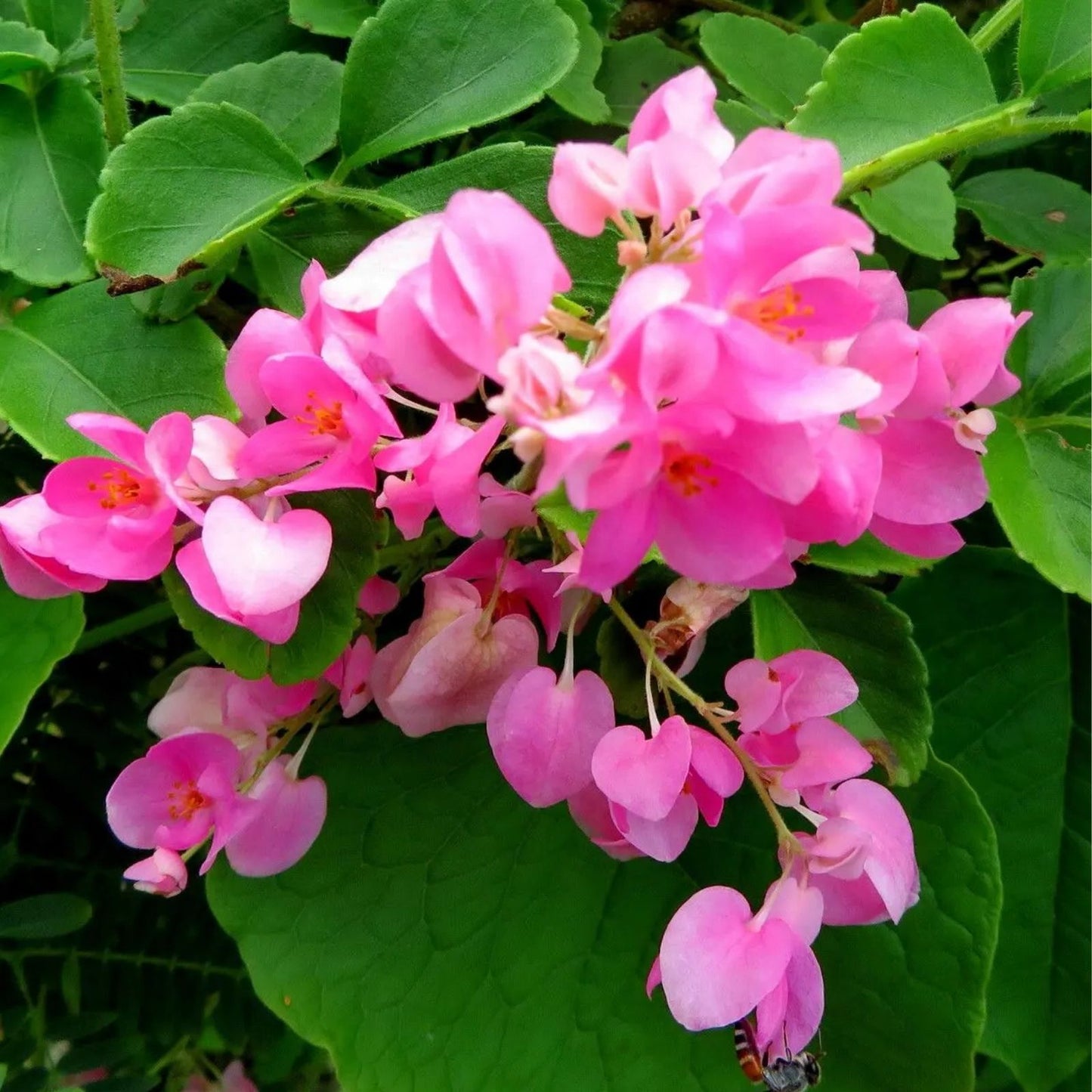 Mexican Creeper Vine Plant for Pollinators, Pink Flowers, Privacy Cover, Antigonon leptopus, Climbing Garden Plant