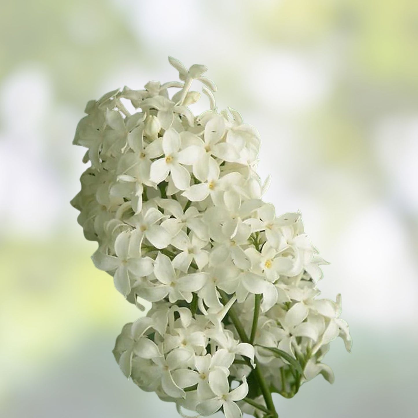 Angel White Lilac Cuttings, 5 Branches for Planting, Syringa vulgaris, Pure White Flower, Unrooted Lilac Branches