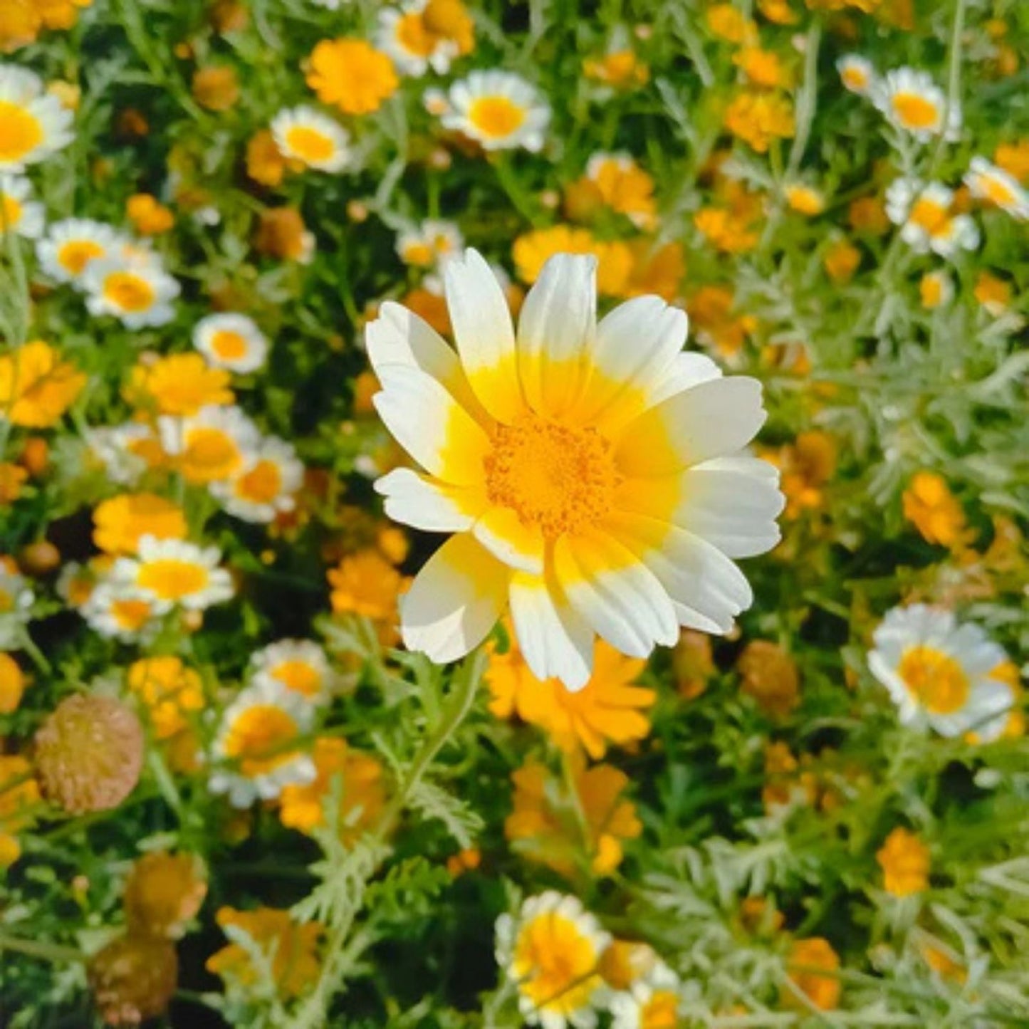Garland Daisy Seeds 100+ Bright Yellow Blossoms Asteraceae Garden Flower Seed Pack