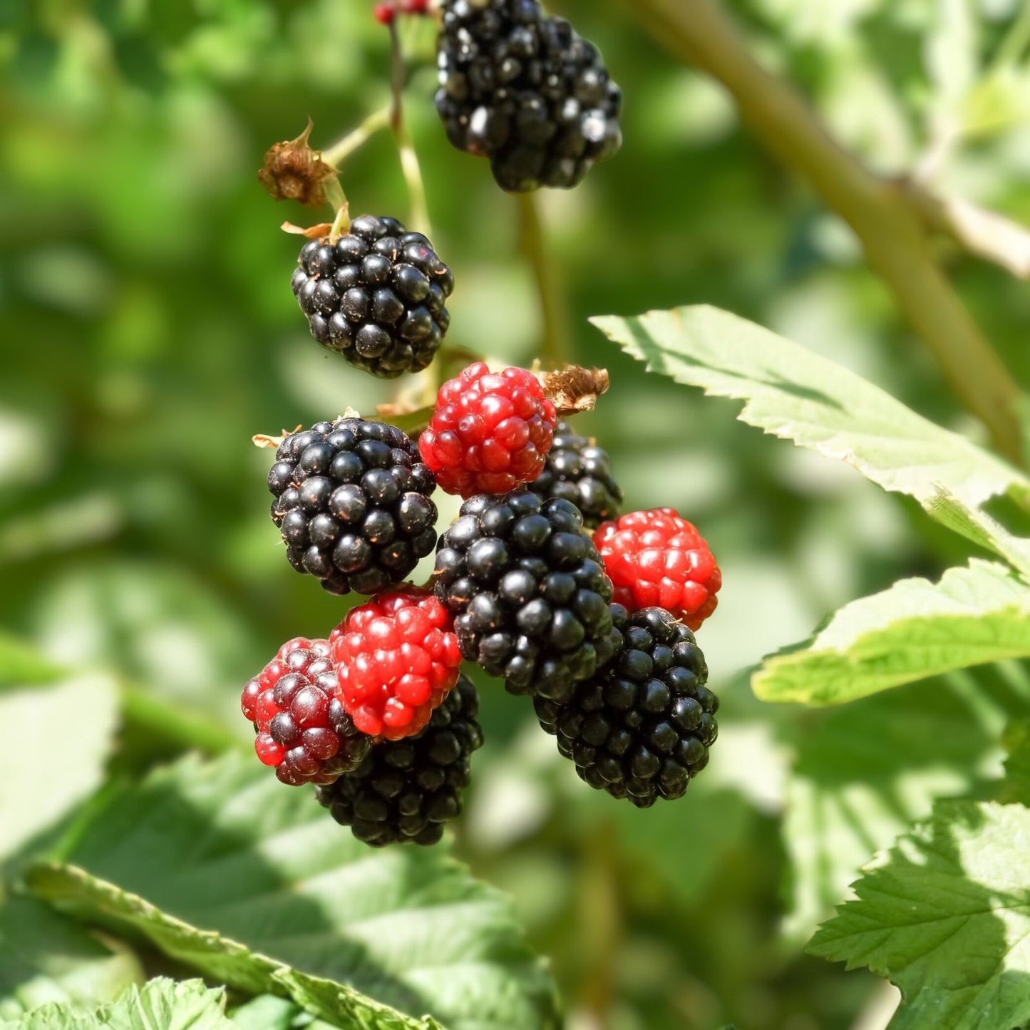 Thornless Blackberry Plants - 10 Bare Root Apache Variety - Fruit Starter Shrubs for Garden or Landscape (Rubus)