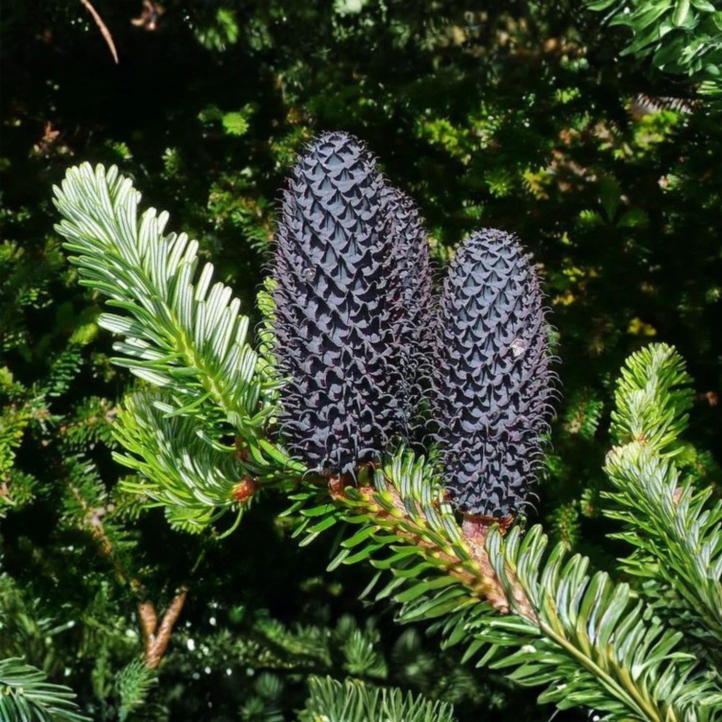 George Fir Tree Seeds – 30 Seeds for Planting – Abies forrestii georgei – Evergreen, Hardy, Fast-Growing Conifer Seeds
