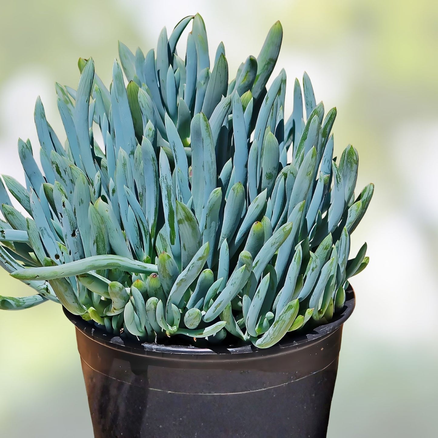 Senecio Mandraliscae Blue Chalk Sticks Succulent Cuttings - Drought-Tolerant, Easy Care, Live Plant, 5-inch Length
