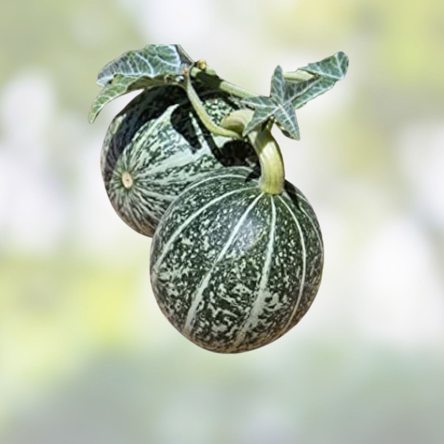 Coyote Melon Seeds 10 Pack - Bright Striped, Compact Vines - Cucumis melo - 60-70 Days to Harvest